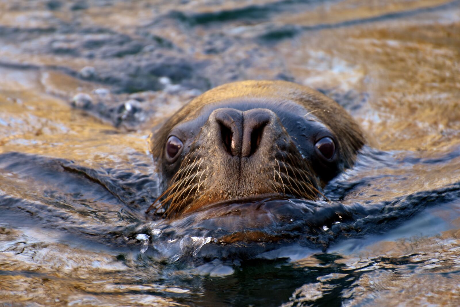 Nikon D7200 sample photo. Seal, sea lion, swim photography