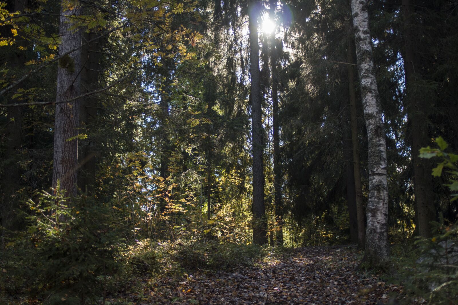 Canon EOS 70D sample photo. Forest, fall colors, nature photography