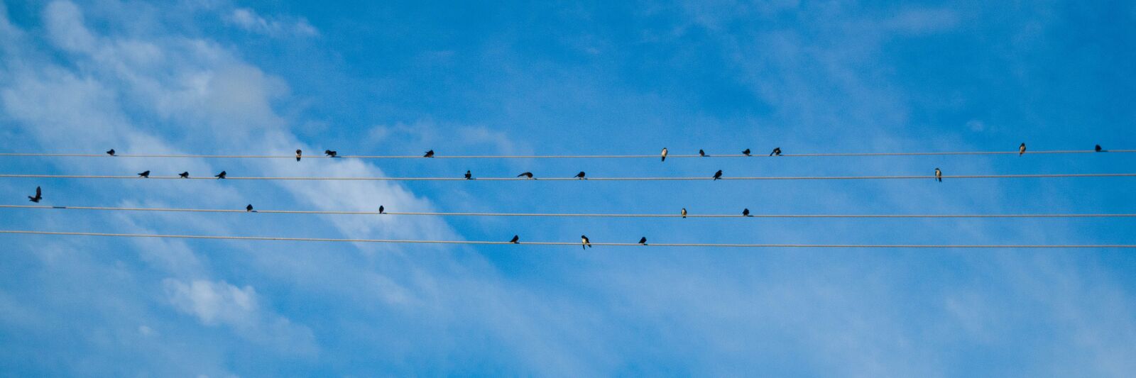 Nikon D5300 sample photo. Sky, birds, animal photography