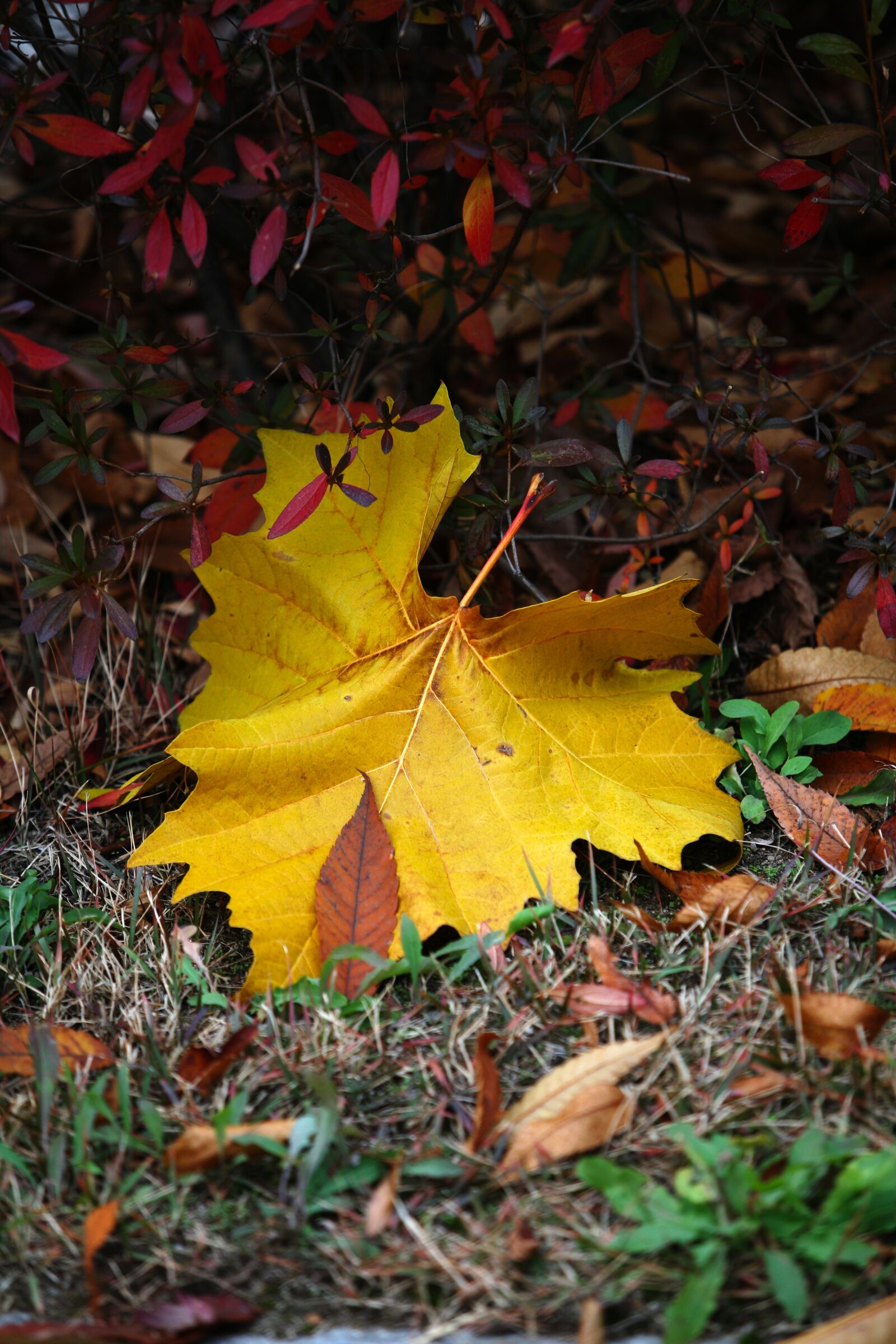 Canon EOS 5D sample photo. Autumn leaves, autumn, yellow photography