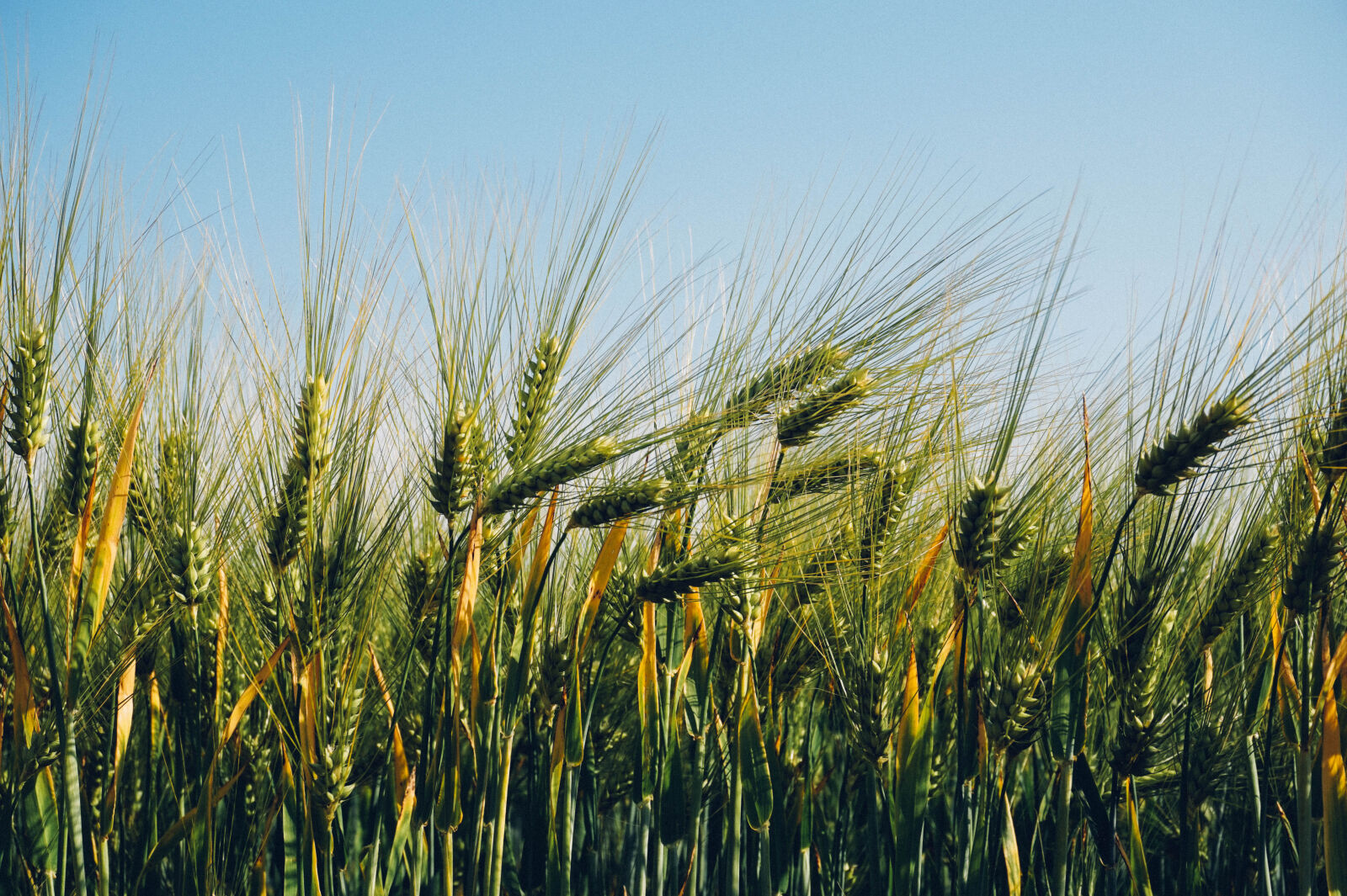 Sony Alpha a5000 (ILCE 5000) sample photo. Field, agriculture, wheat photography