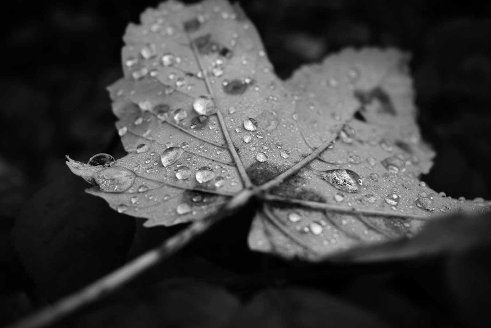 Nikon D3400 sample photo. Leaf, drip, tree photography