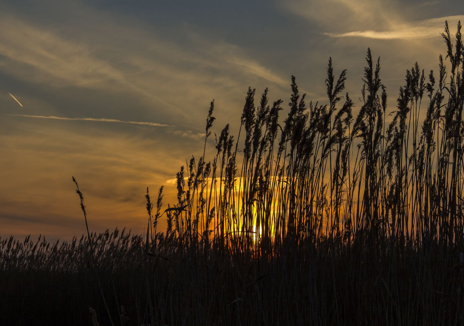 Canon EOS 550D (EOS Rebel T2i / EOS Kiss X4) sample photo. Reed, sunset, silhouette photography