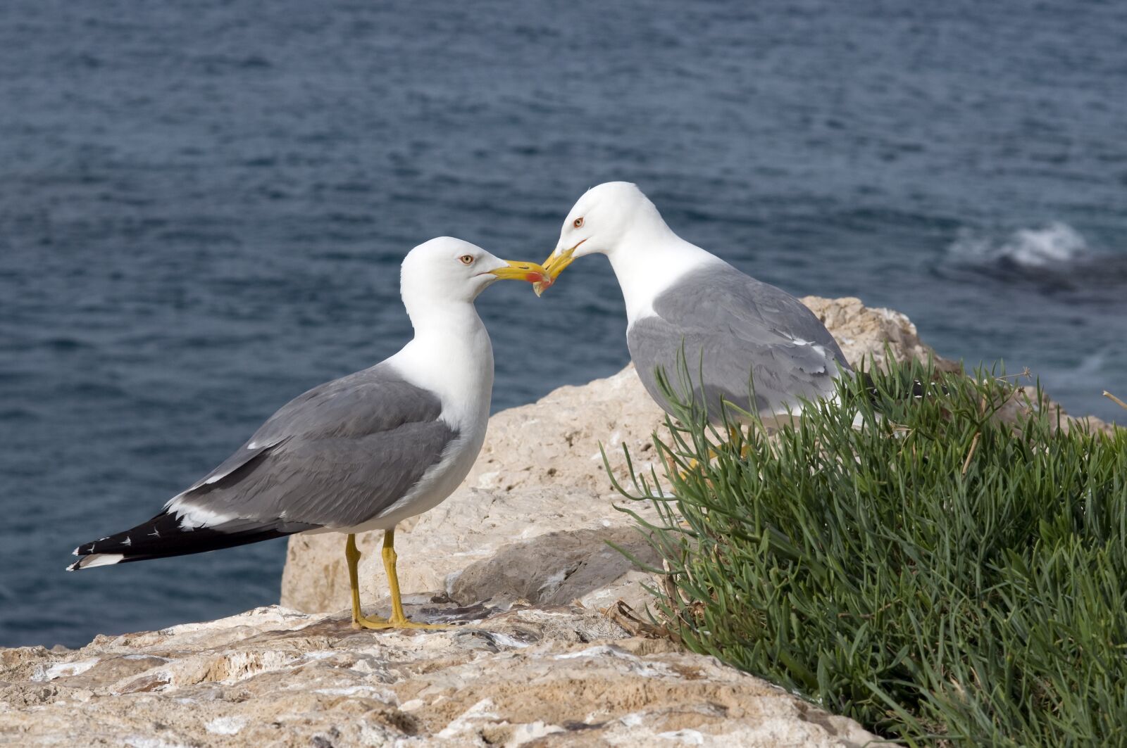 Nikon D300 sample photo. Seagulls, sea, nature photography