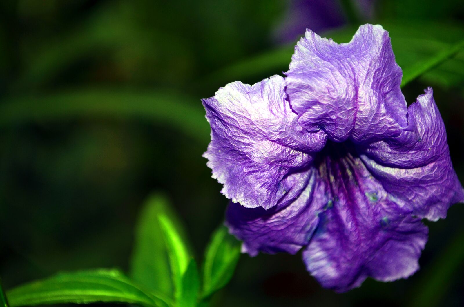 Nikon D5100 sample photo. Flowers, violet, purple flower photography