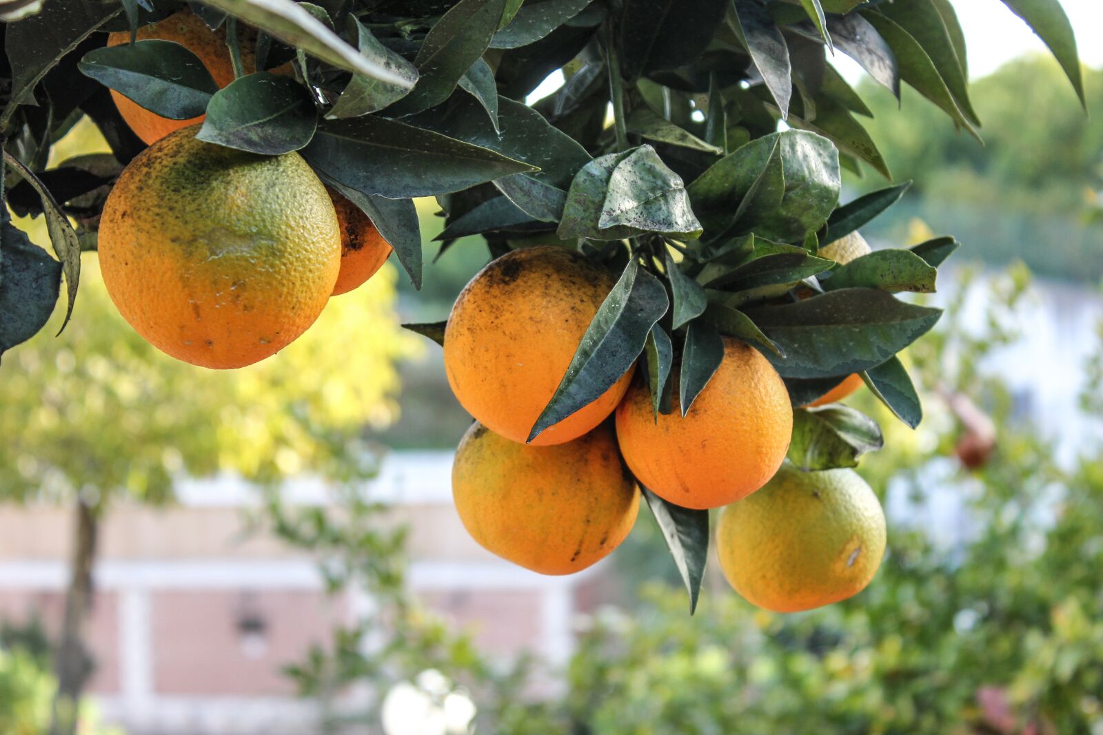 Canon EOS 550D (EOS Rebel T2i / EOS Kiss X4) sample photo. Citrus fruits, oranges, fruit photography