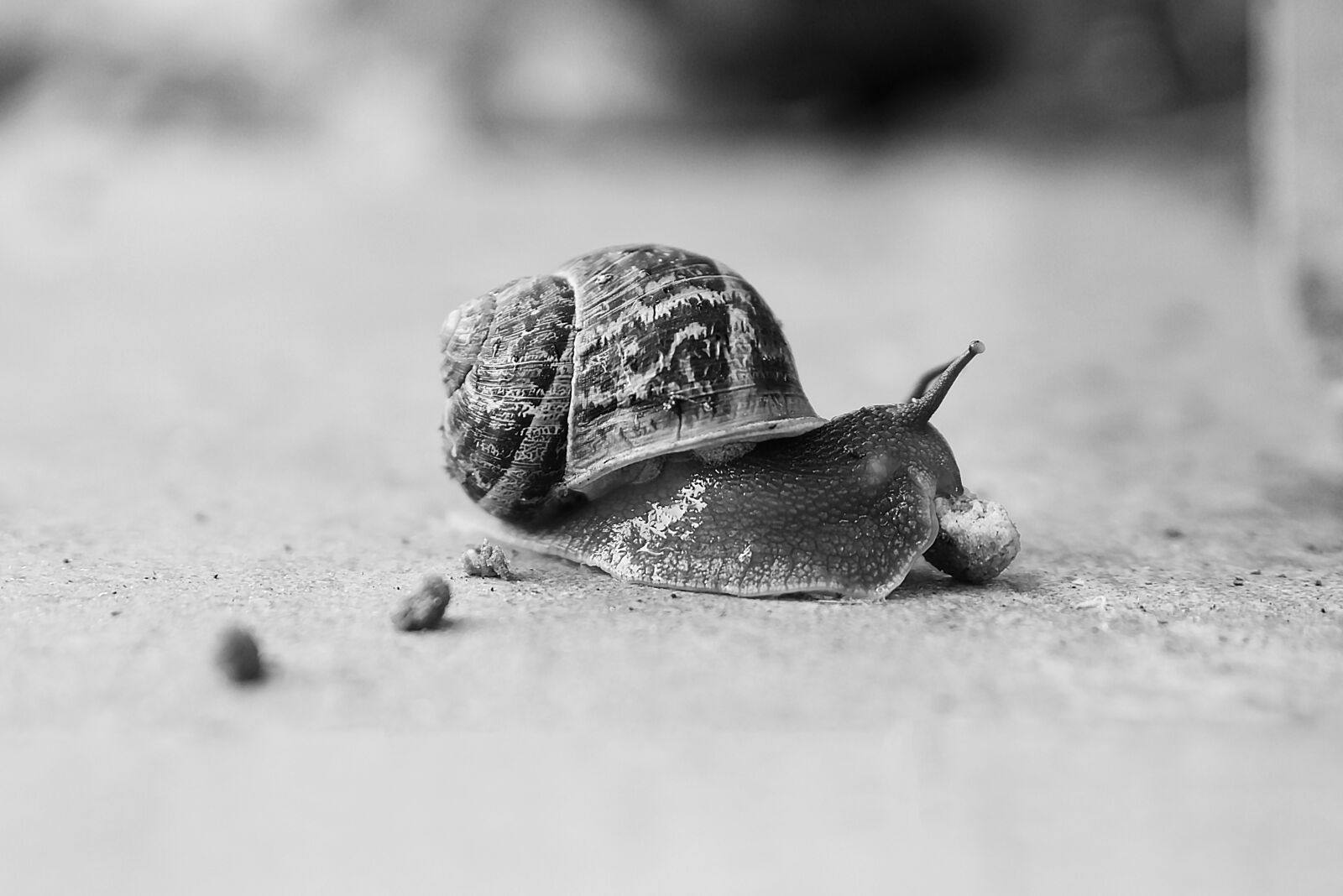 Nikon D750 sample photo. Slow, snail, nature photography