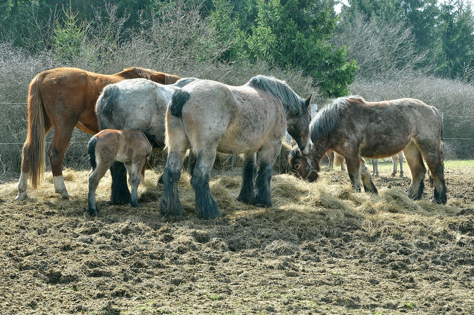 Nikon D90 sample photo. Horse, nature, animal photography