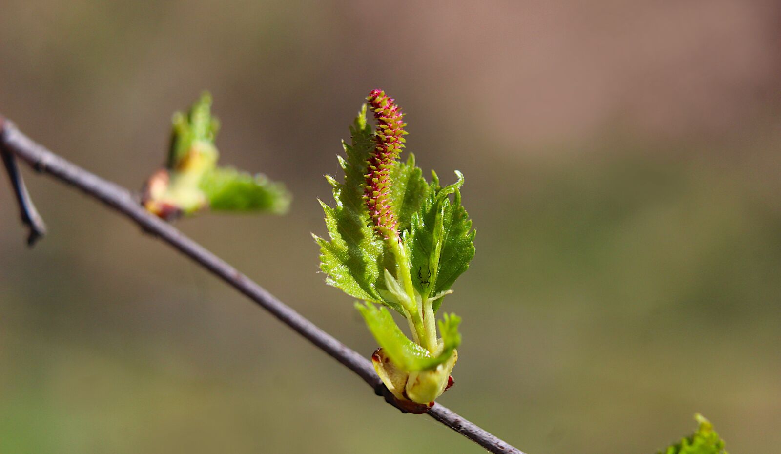 Canon EOS 4000D (EOS Rebel T100 / EOS 3000D) sample photo. Nature, plants, branches photography