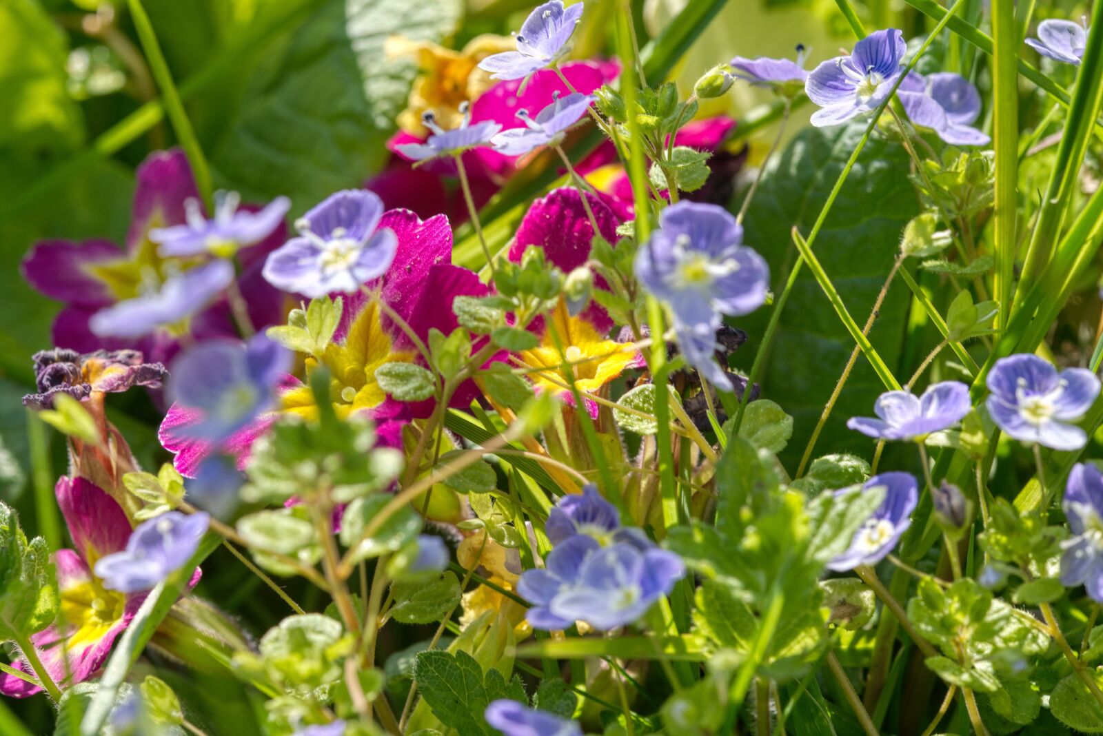 Nikon D750 sample photo. Spring, grass, easter meadow photography