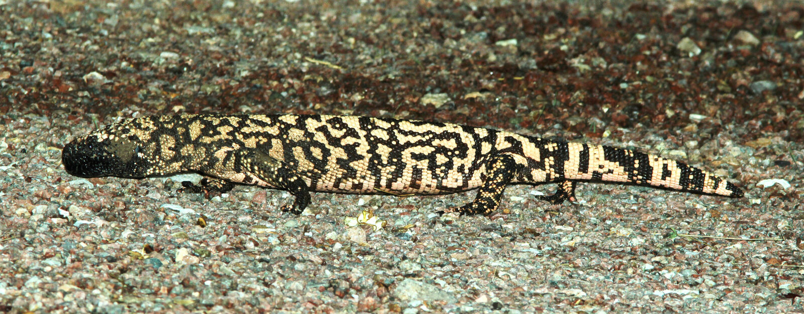 Canon EF 300mm F4L IS USM sample photo