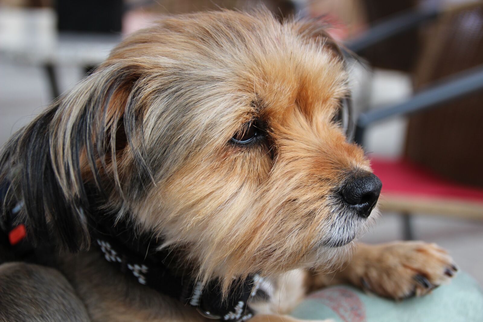 Canon EOS 600D (Rebel EOS T3i / EOS Kiss X5) sample photo. Yorkshire terrier, dog, pet photography
