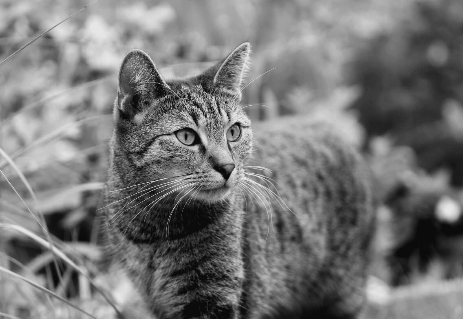 Canon EOS 80D sample photo. Cat, animal, fur photography