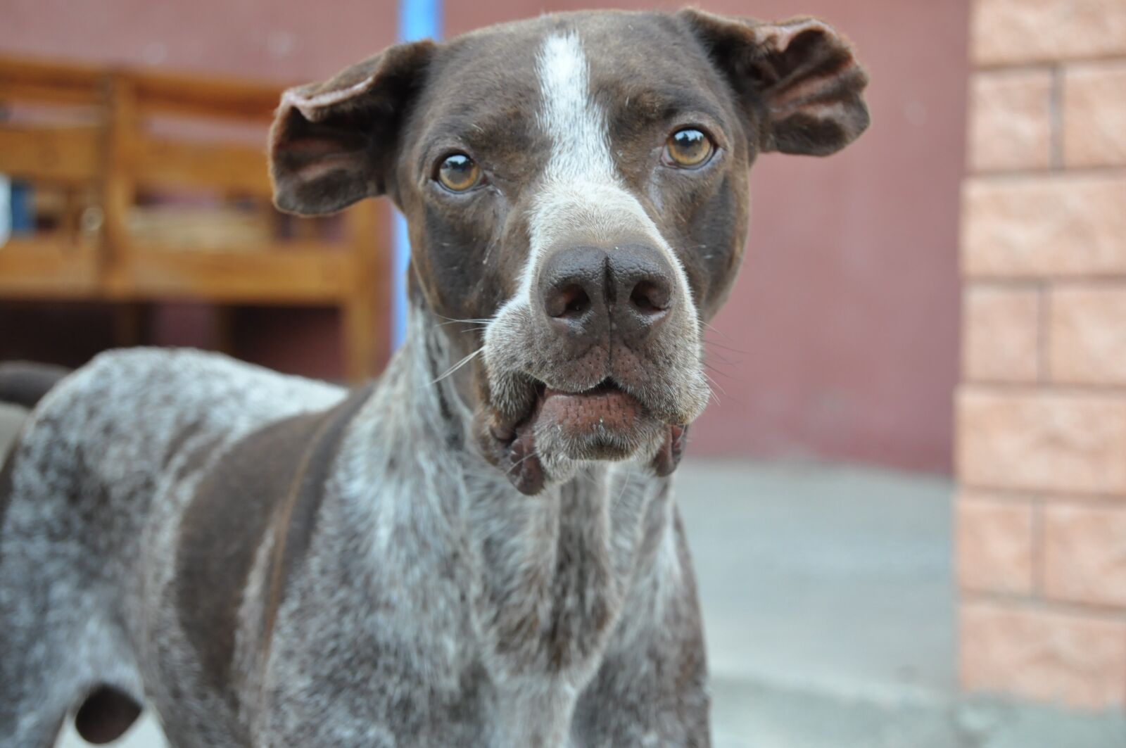 Nikon D90 sample photo. Dog, naturale, nose fork photography