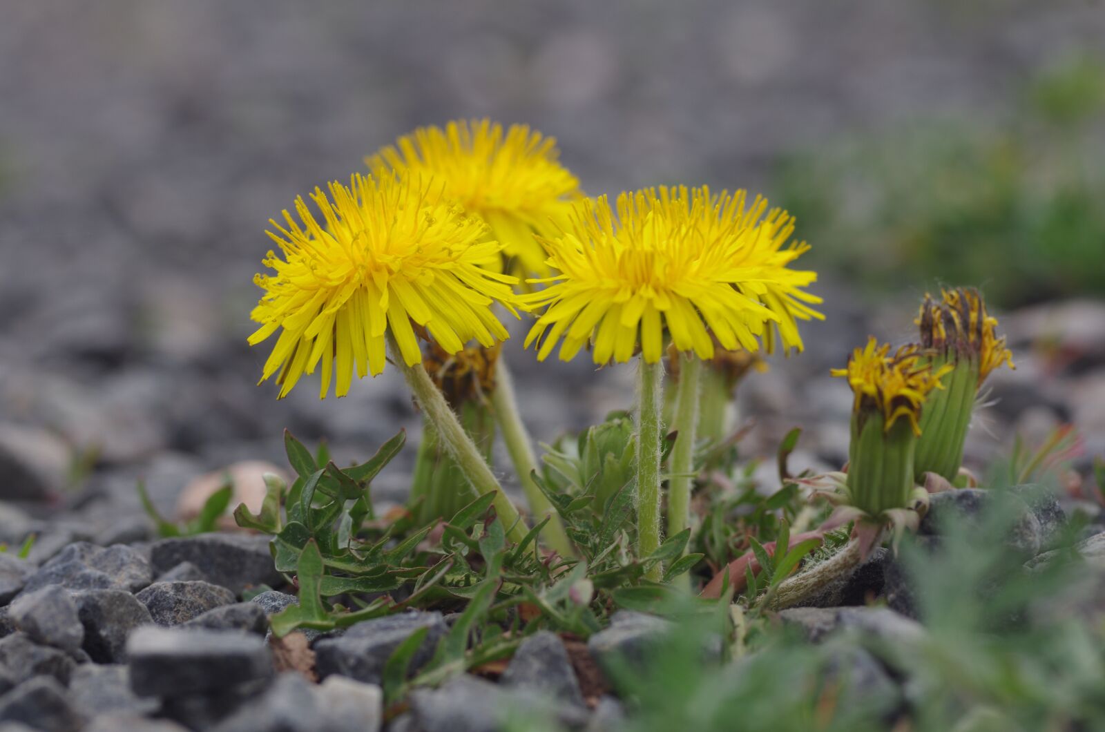 Pentax K-5 sample photo. Dandelion, gravel, yellow photography