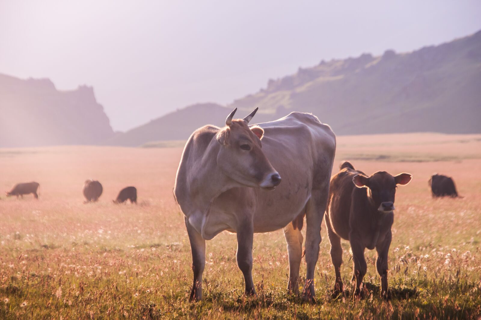 Canon EOS 500D (EOS Rebel T1i / EOS Kiss X3) sample photo. Landscape, cow, morning photography