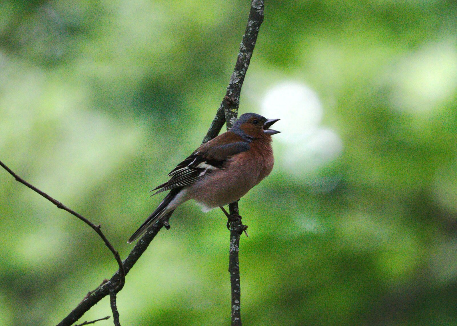 Sony a6000 + Sony FE 70-300mm F4.5-5.6 G OSS sample photo. Chaffinch, branch, twitter photography