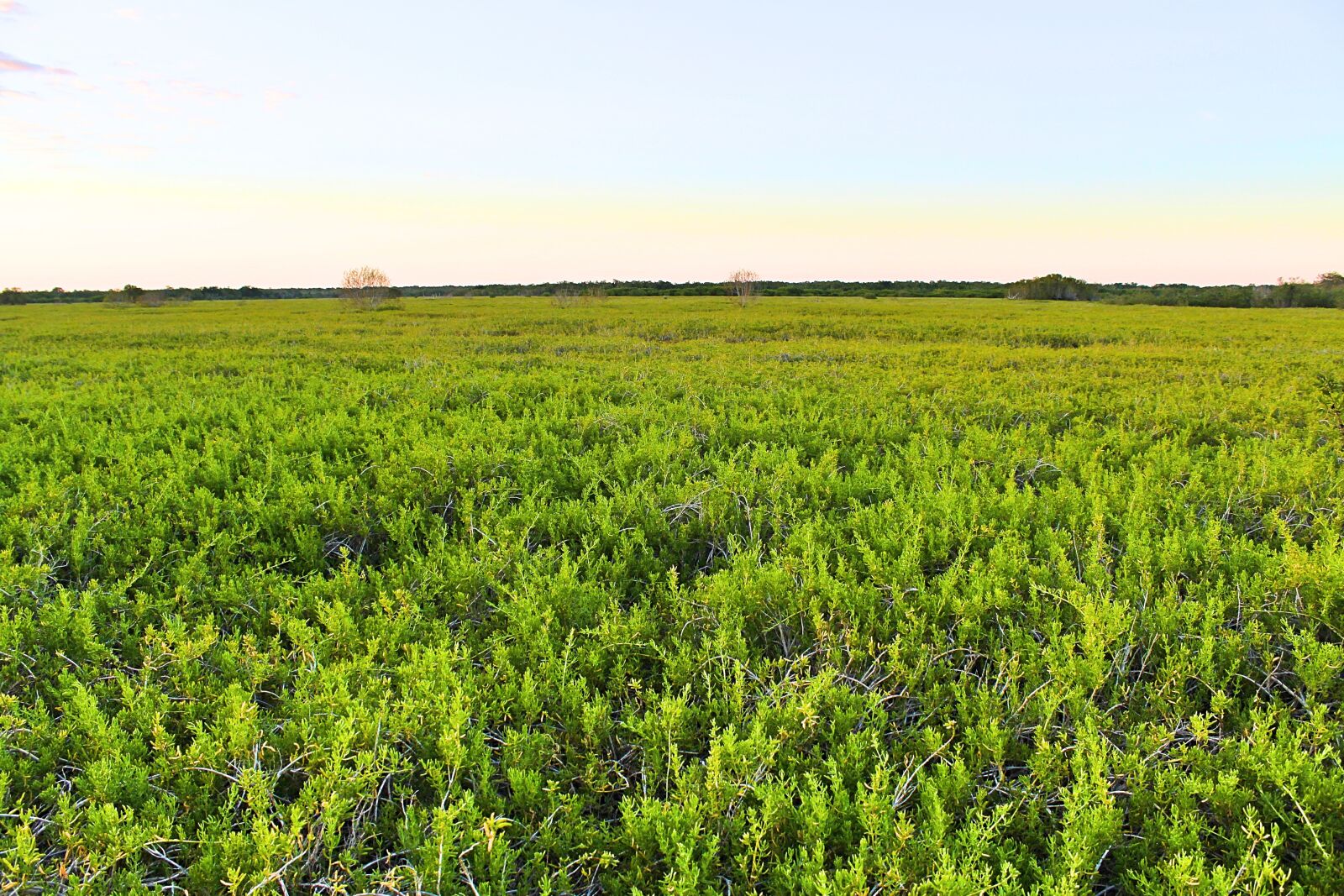 Canon EOS 600D (Rebel EOS T3i / EOS Kiss X5) sample photo. Everglades, swamp, nature photography