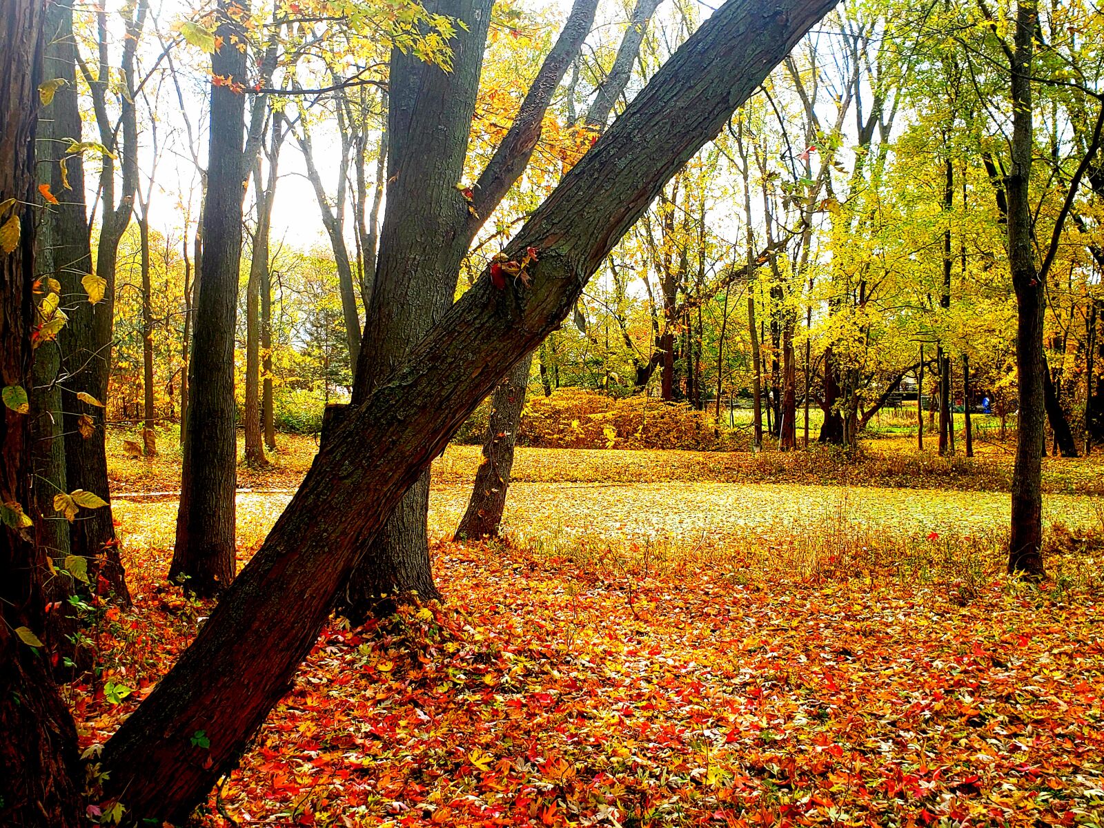 Samsung SM-G960U sample photo. Trees, fall, leaves photography