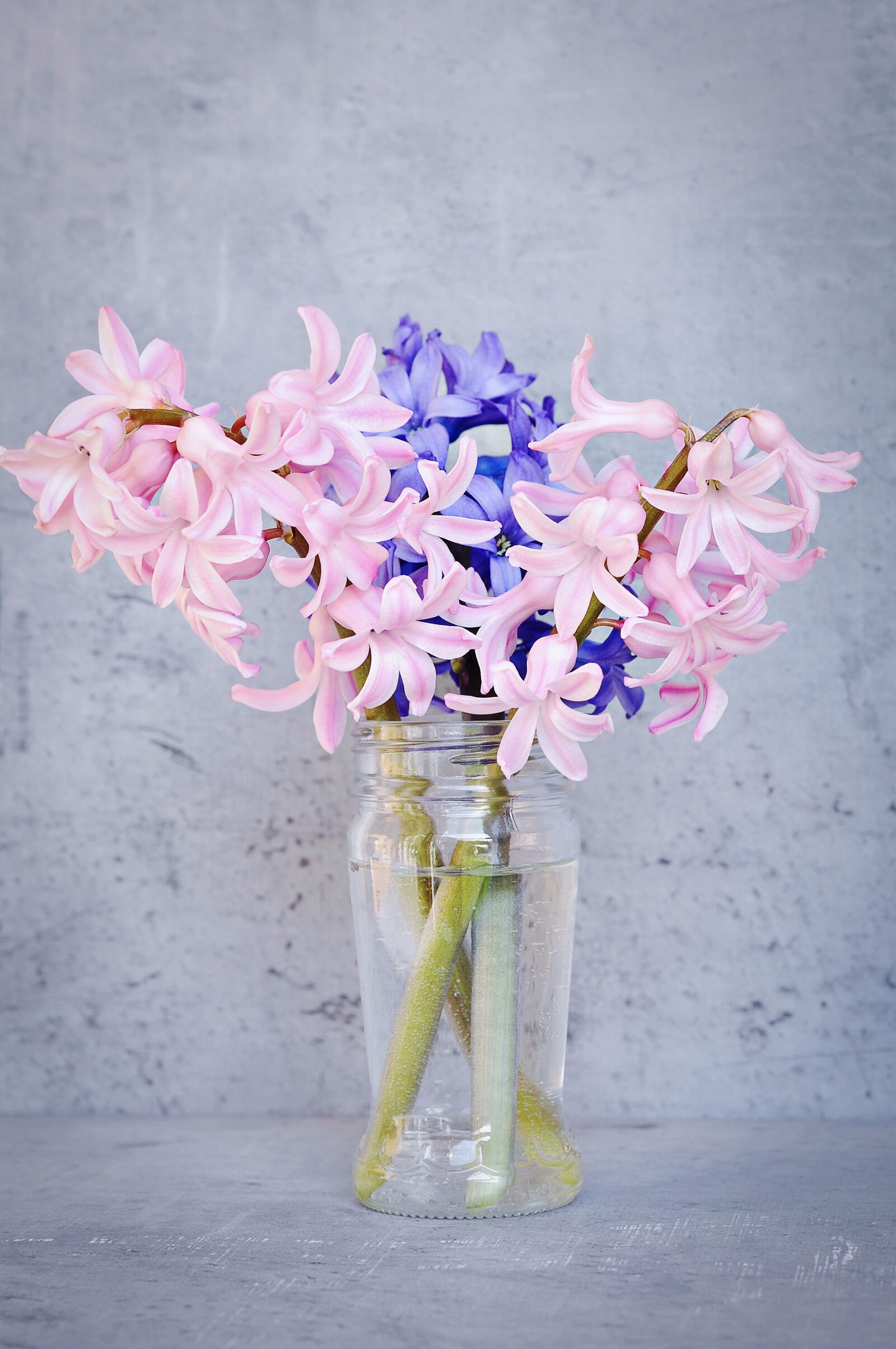 Nikon D90 sample photo. Hyacinth, pink, blue photography