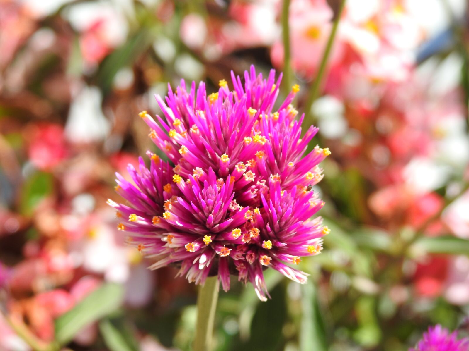 Nikon Coolpix P900 sample photo. Flower, nature, fuxia photography