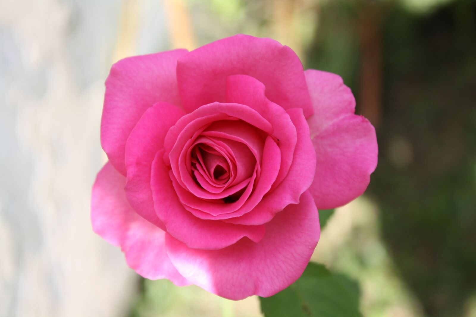 Canon EOS 1000D (EOS Digital Rebel XS / EOS Kiss F) sample photo. Rosa, petals, garden photography