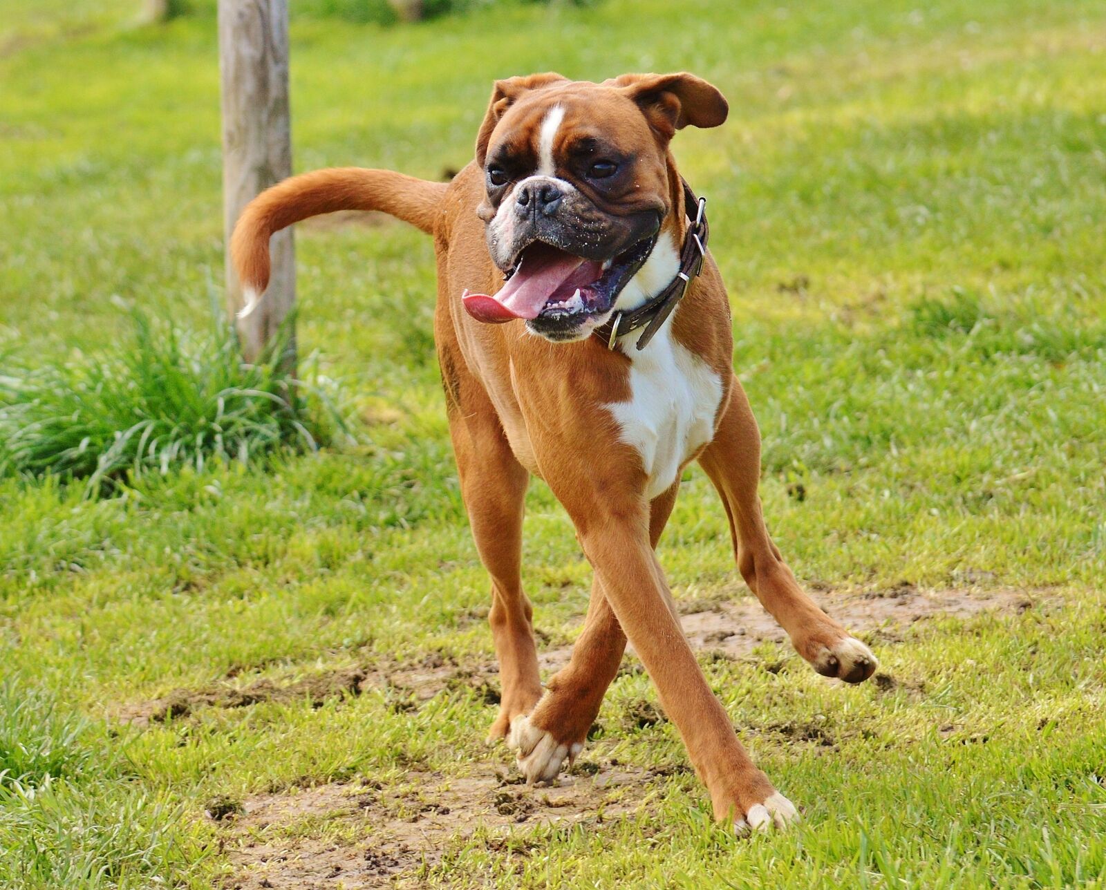 Nikon D3200 sample photo. Boxer dogs, dogs, good photography