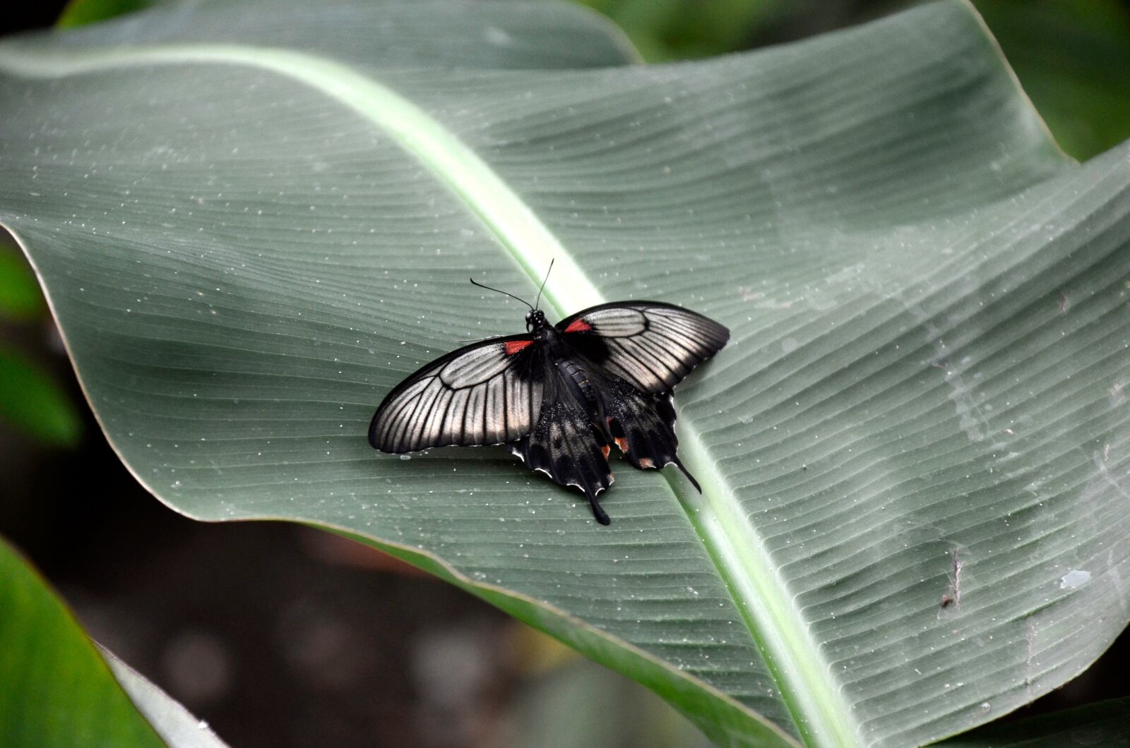 Nikon D5100 sample photo. Nature, insect, garden photography