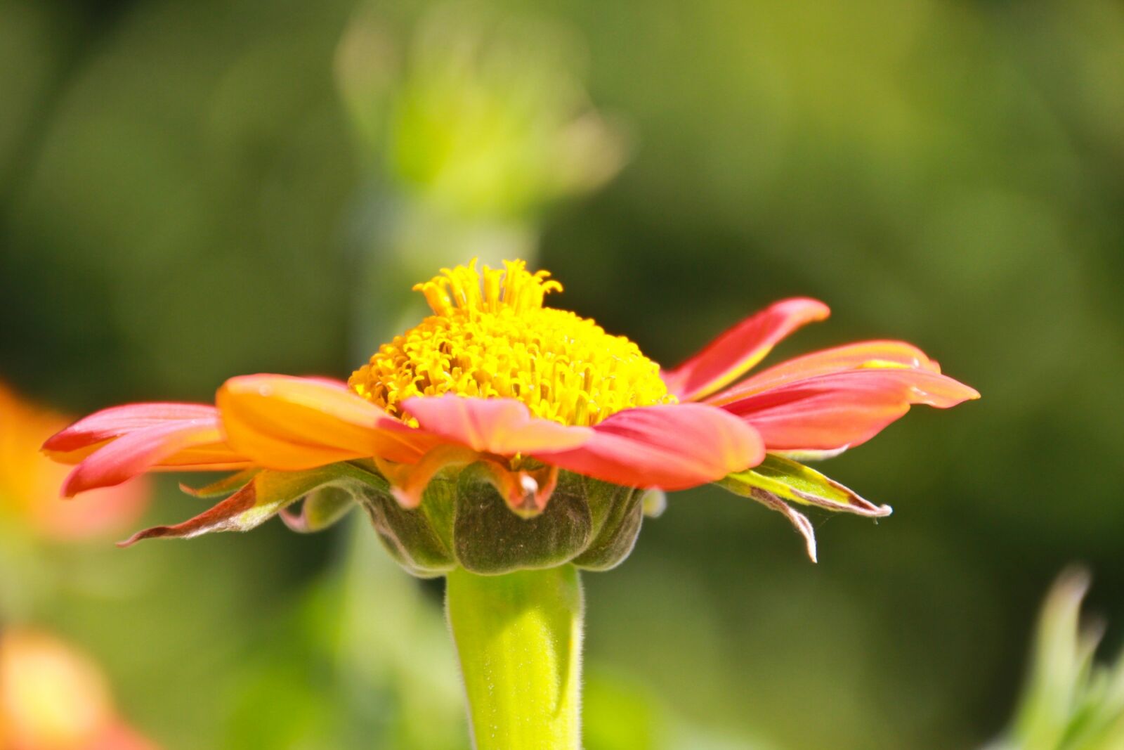 Canon EOS 550D (EOS Rebel T2i / EOS Kiss X4) sample photo. Flower, jardin des plantes photography