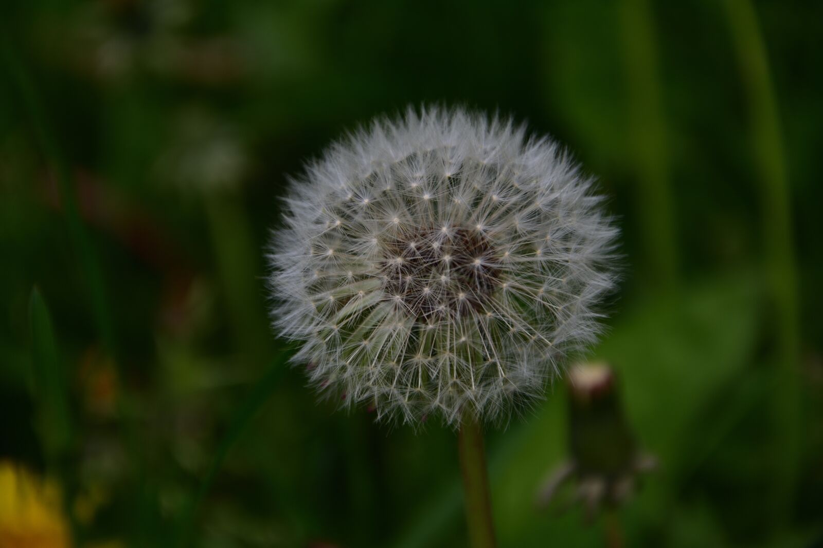 Nikon D3400 sample photo. Faded dandelion, seeds, fluff photography