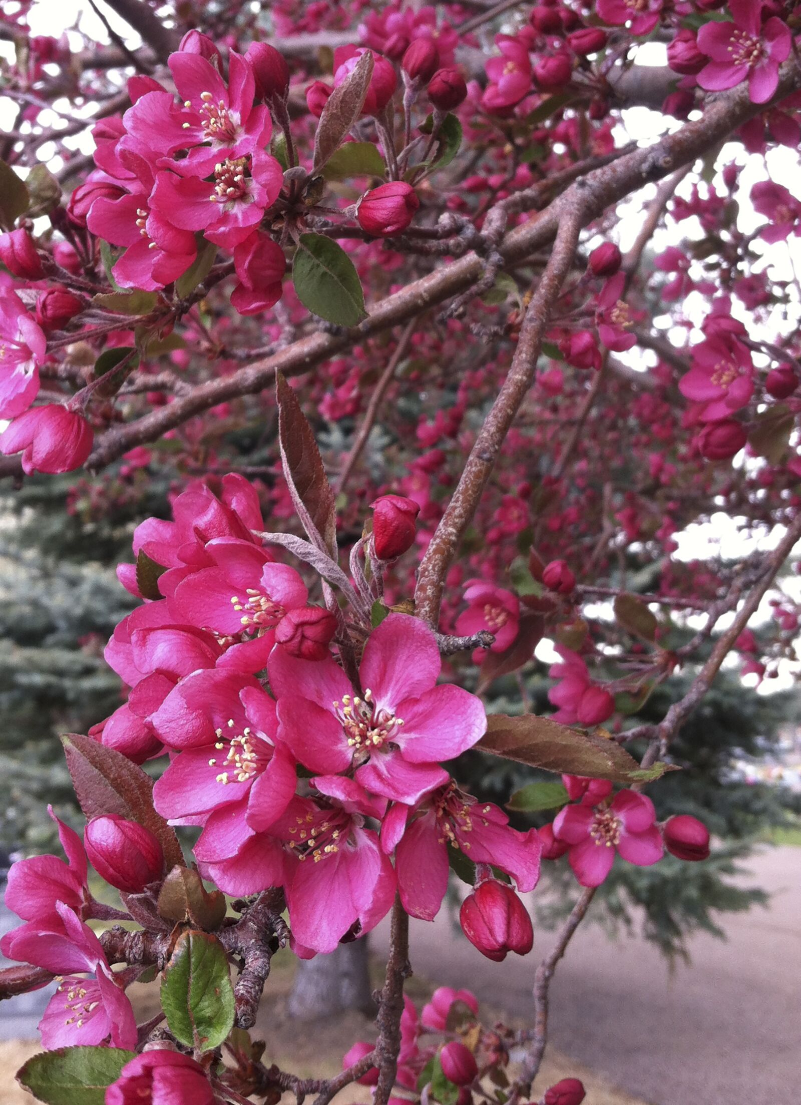 Apple iPhone 4 sample photo. Tree, flowers, blossoms photography