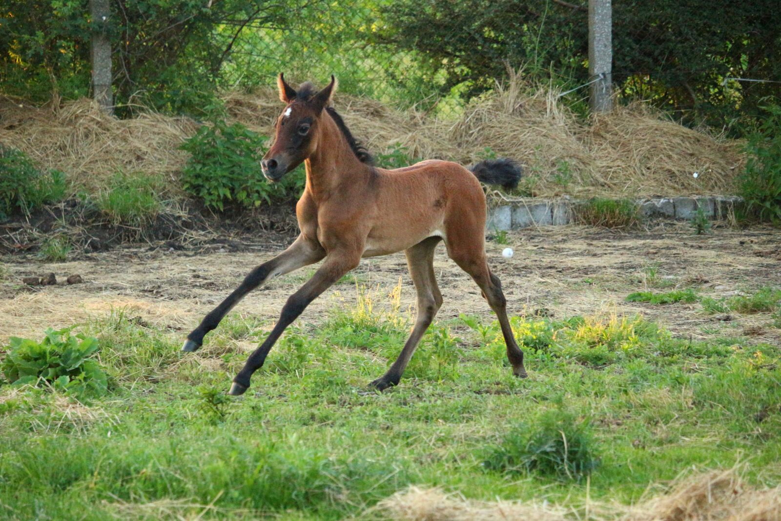 Canon EOS 100D (EOS Rebel SL1 / EOS Kiss X7) sample photo. Horse, foal, suckling photography