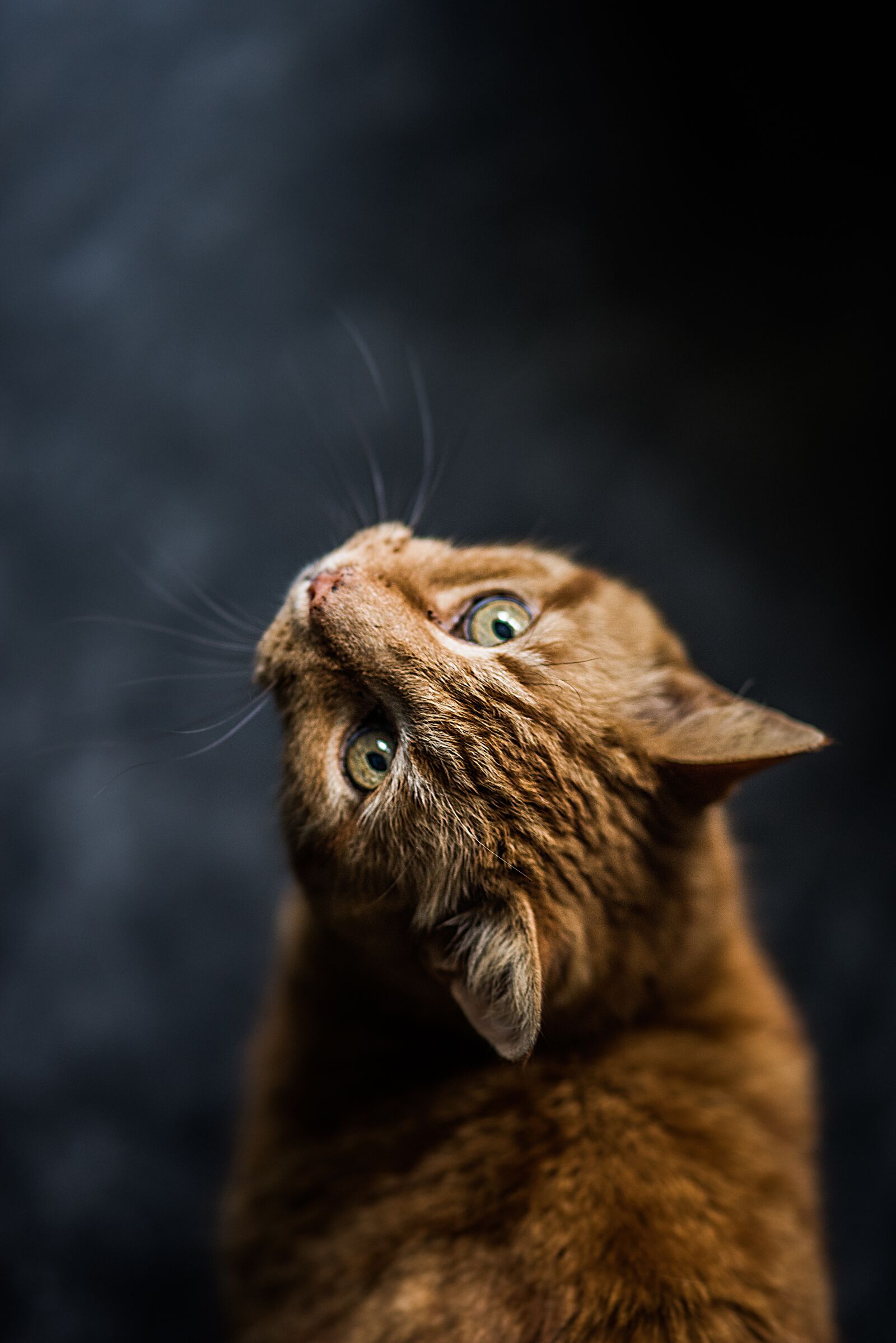 Nikon D810 sample photo. Cat, zoo, animal photography