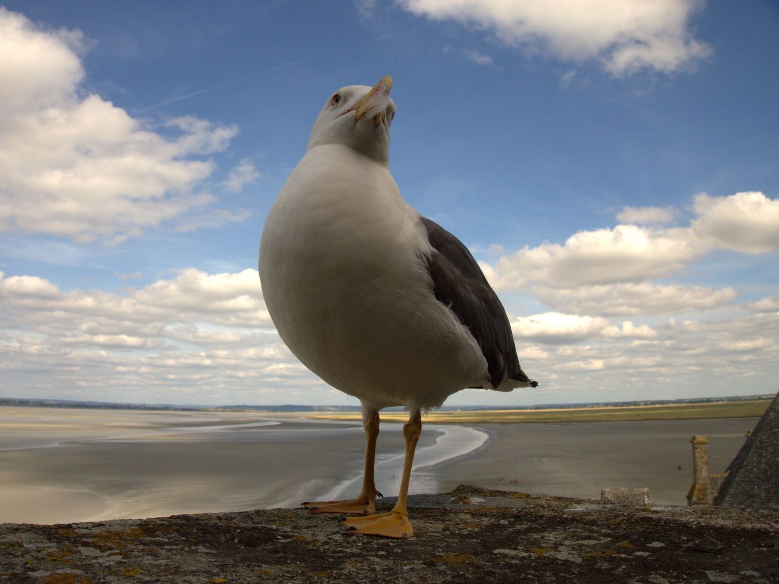 Olympus PEN E-PL3 sample photo. Mont sant michelle, seagull photography