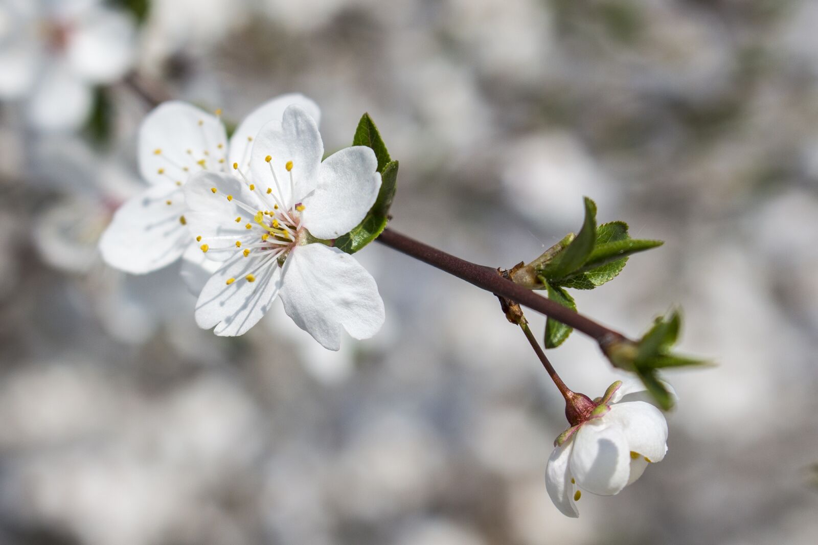 Canon EOS 700D (EOS Rebel T5i / EOS Kiss X7i) sample photo. Flower, white, makro photography