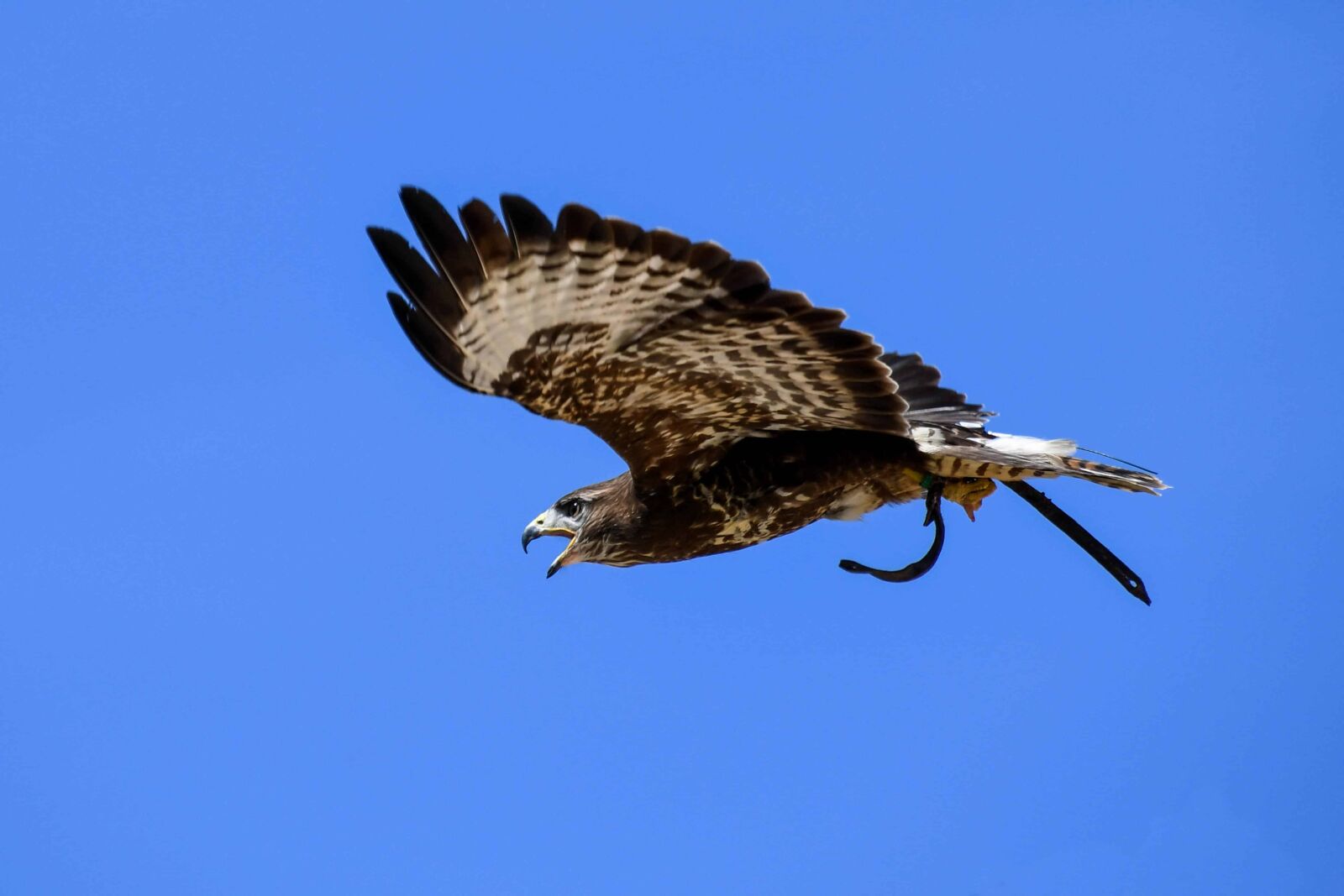 Nikon D500 sample photo. Bird, hawk, blue sky photography