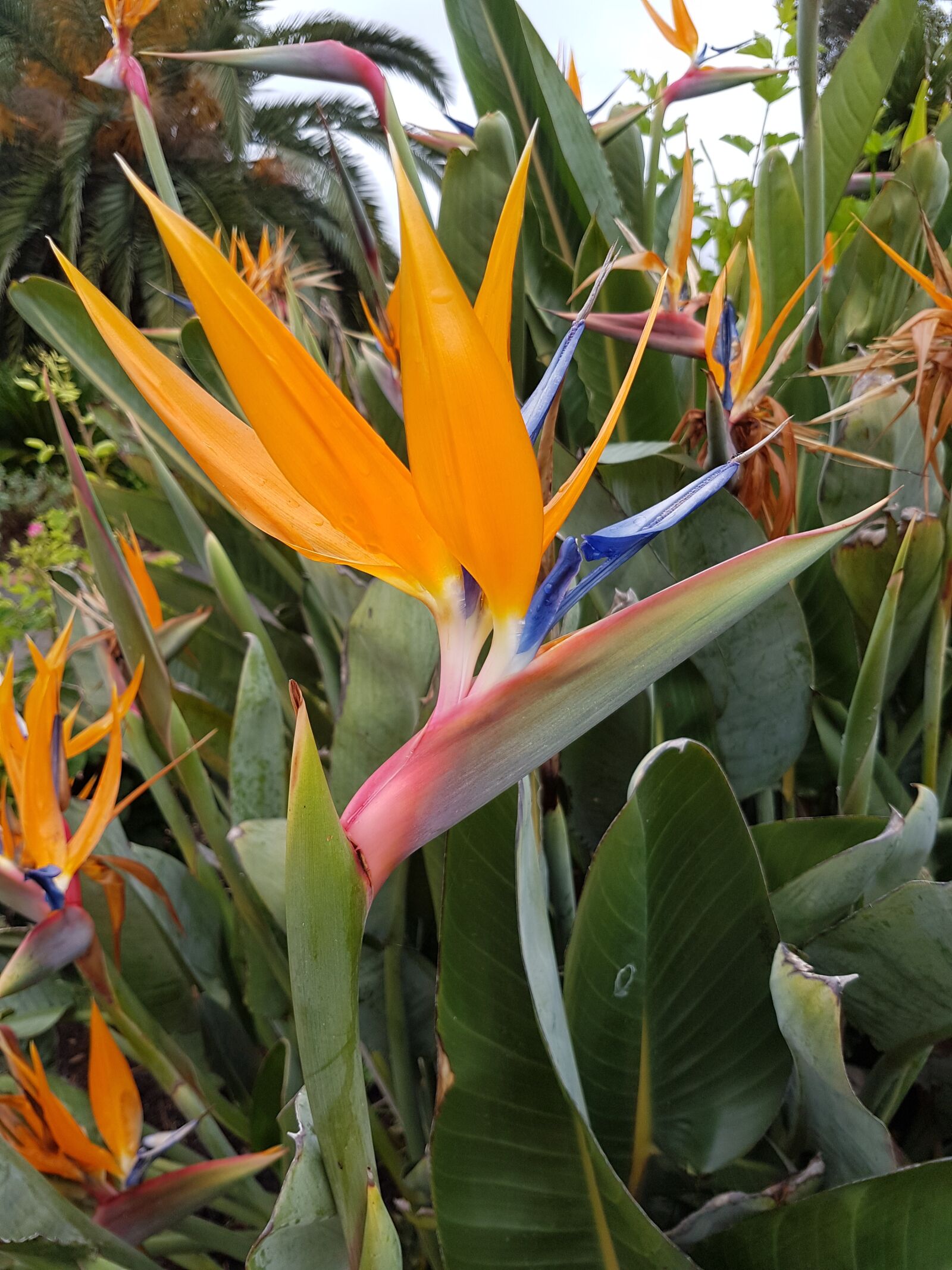 Samsung Galaxy S7 sample photo. Bird of paradise, flower photography