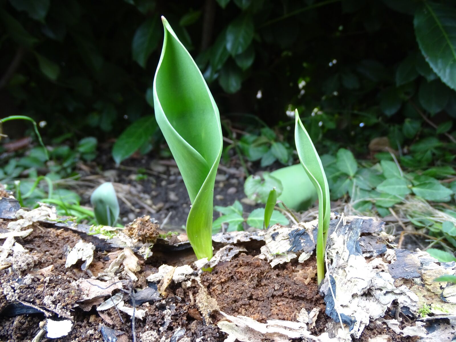 Sony Cyber-shot DSC-HX400V sample photo. Plant, garden, nature photography