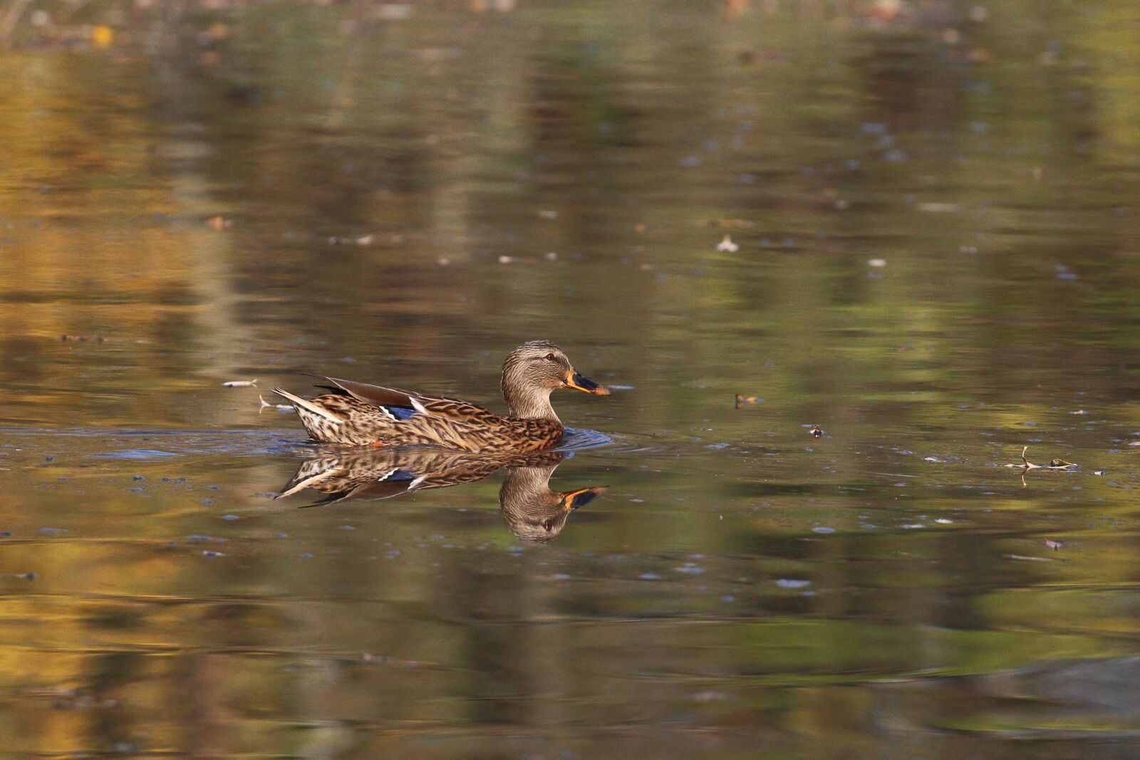Canon EOS 7D Mark II sample photo. Water, nature, outdoors photography