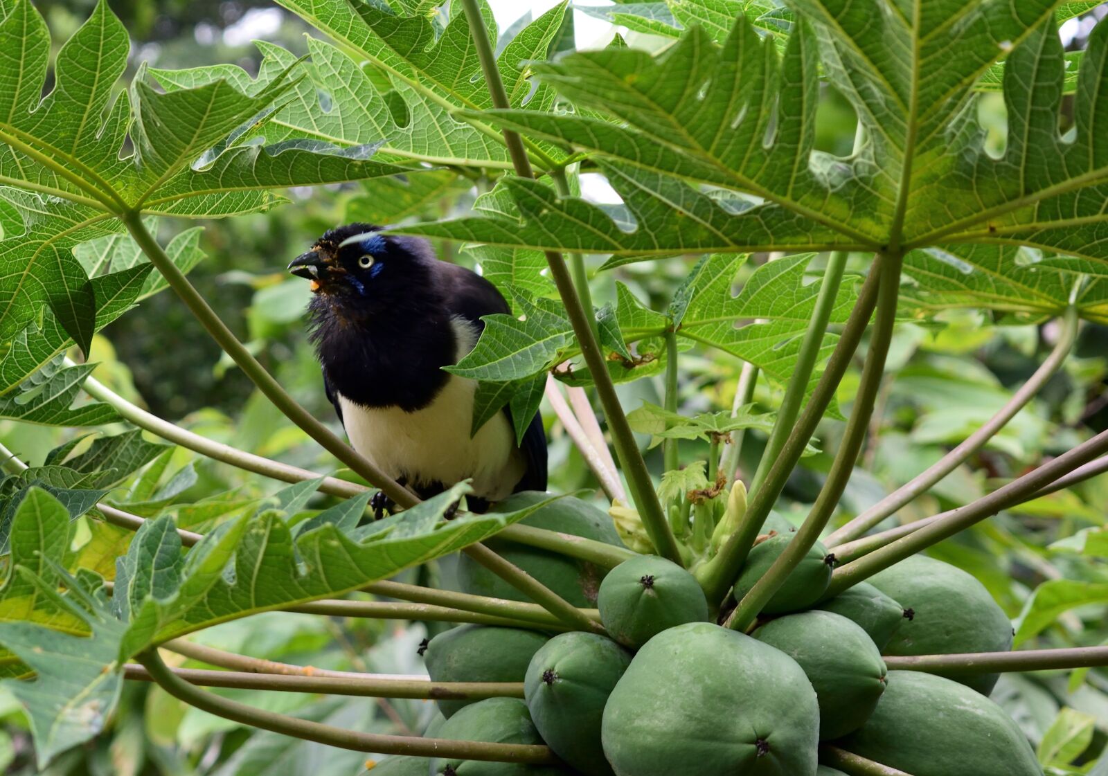 Nikon D5300 sample photo. Wild bird, nature, animals photography