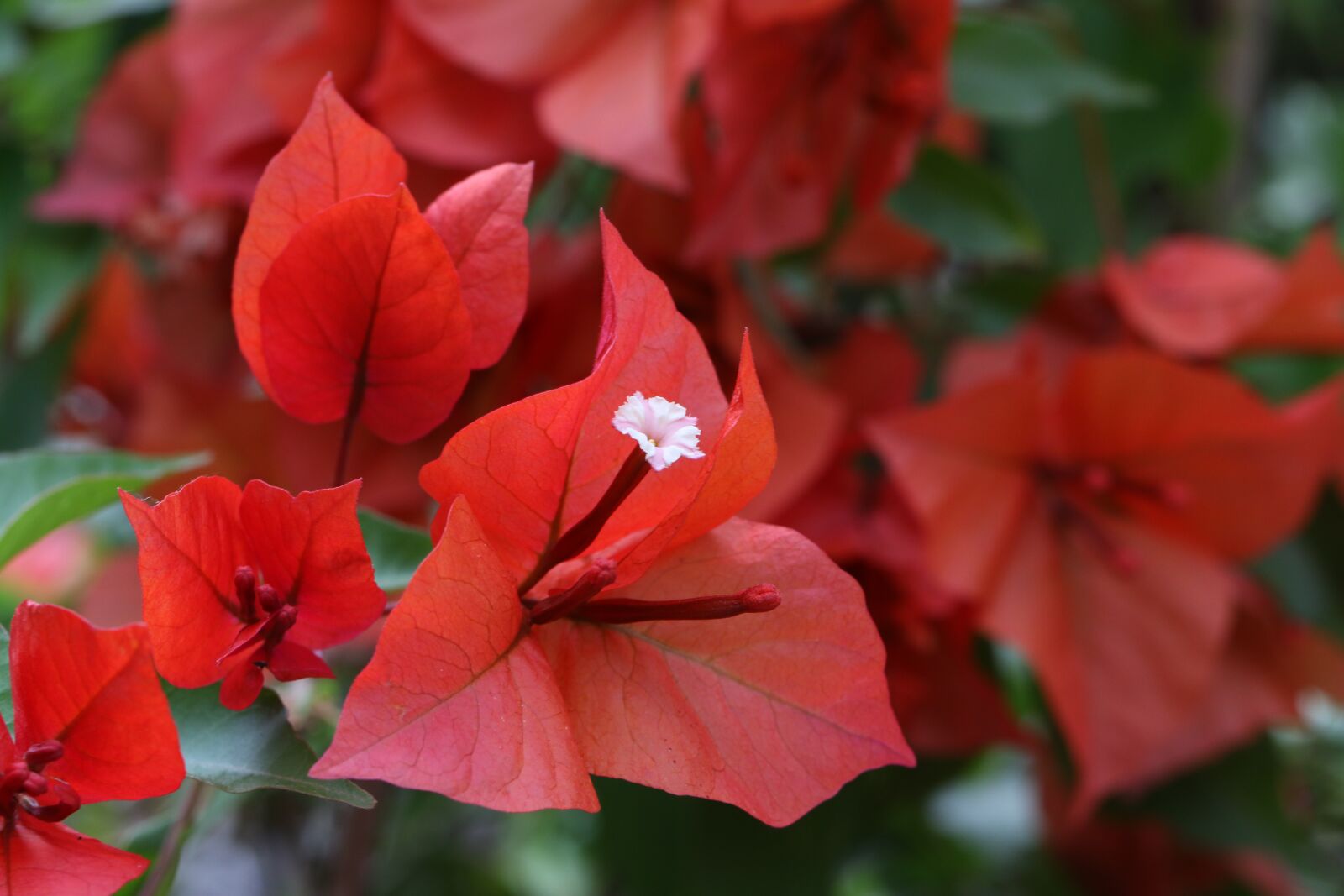 Canon EOS 70D + Canon EF 100mm F2.8L Macro IS USM sample photo. Bougainvilleas, plant, climbing photography