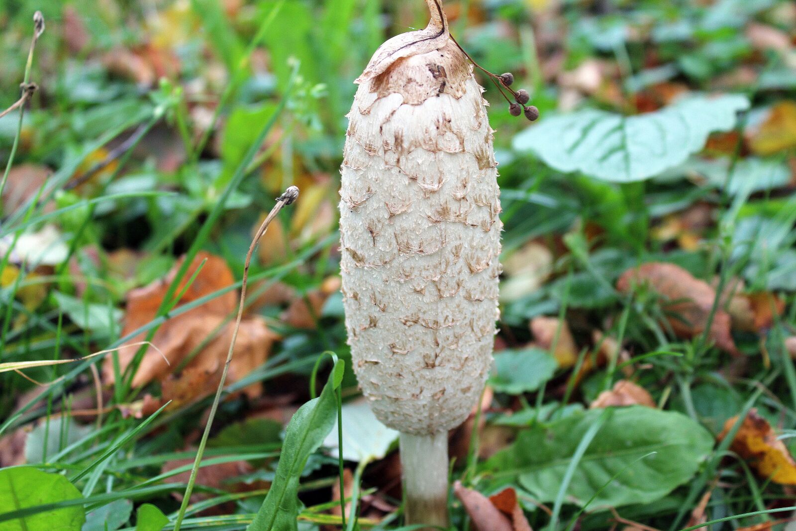Canon EOS 1200D (EOS Rebel T5 / EOS Kiss X70 / EOS Hi) sample photo. Parasol, kite, mushrooms edible photography