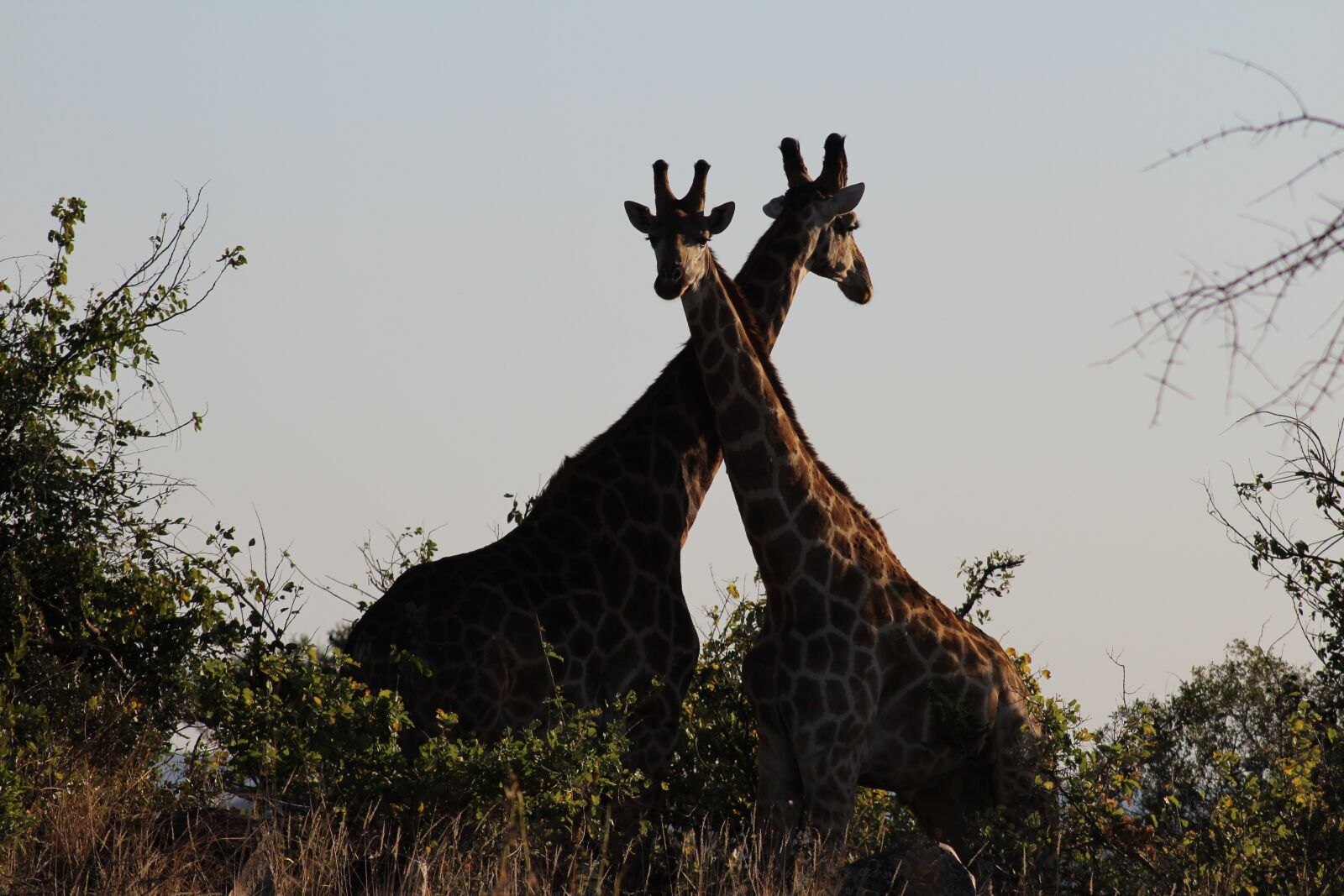 Canon EOS 1200D (EOS Rebel T5 / EOS Kiss X70 / EOS Hi) sample photo. Giraffe, safari, africa photography