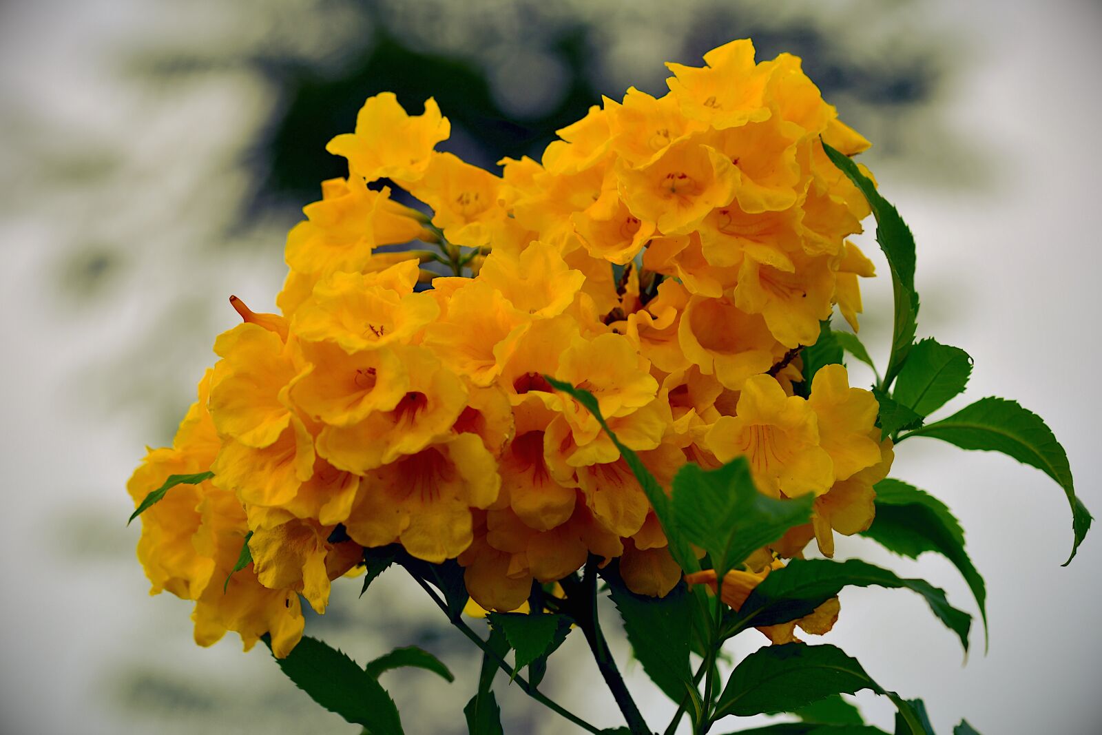 Nikon D500 sample photo. Yellow tabebuia, trumpet flower photography