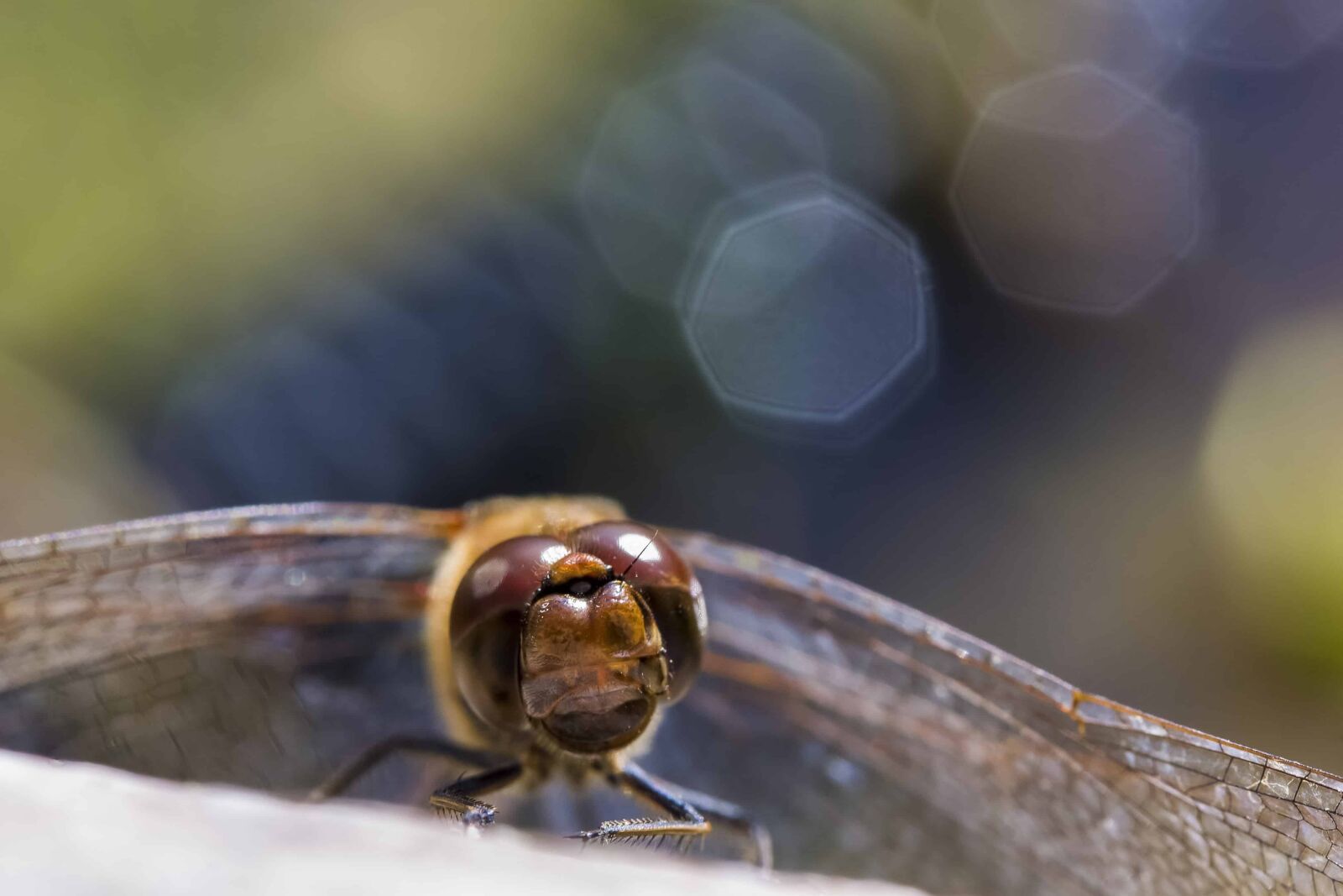 Canon EOS 1100D (EOS Rebel T3 / EOS Kiss X50) sample photo. Insect, nature, arthropod, macro photography