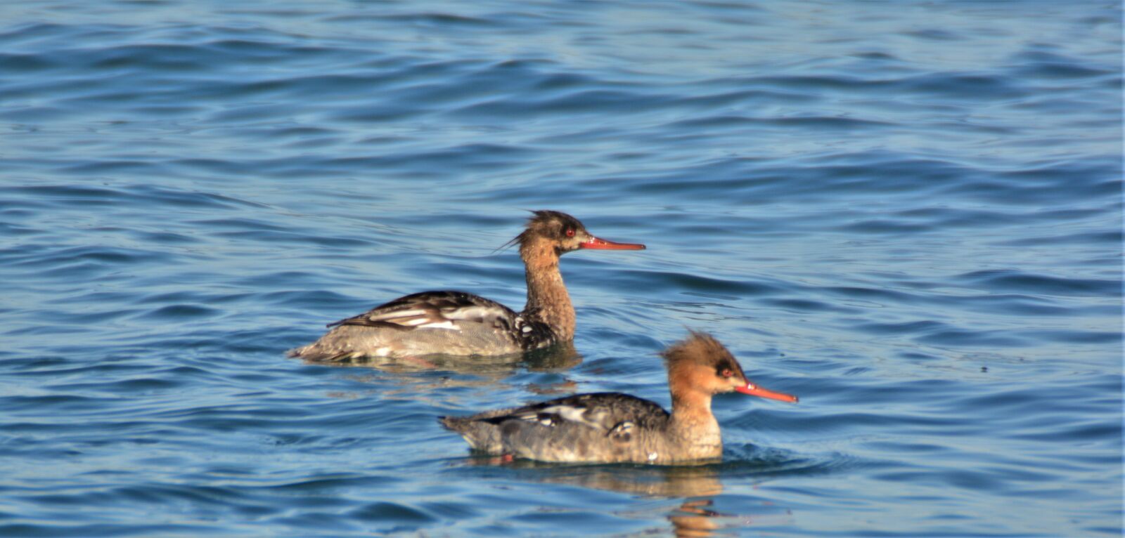 Nikon D7100 sample photo. Red-breasted merganser's, female, ducks photography