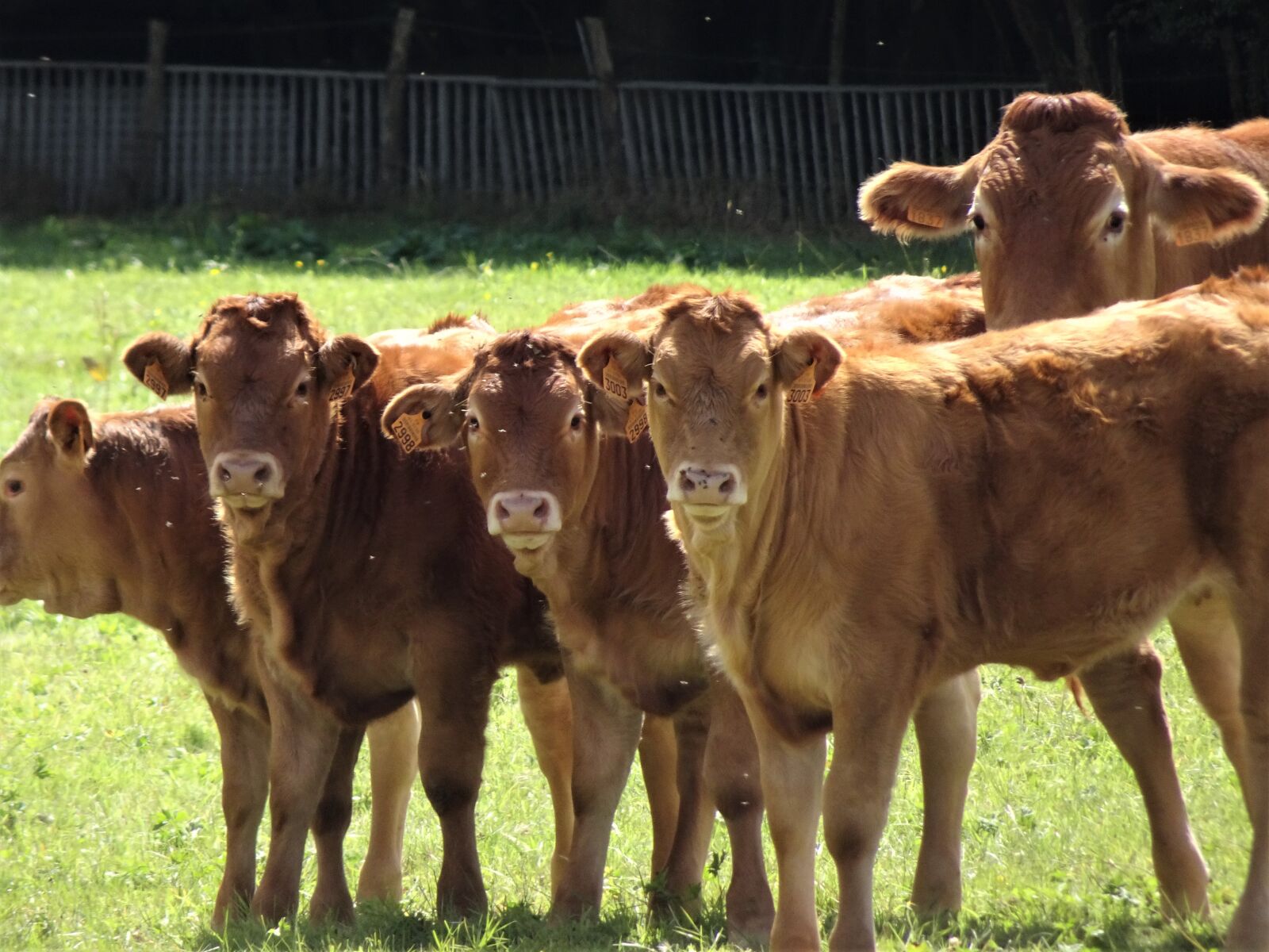 Sony Cyber-shot DSC-HX90V sample photo. Cows, calves, ruminants photography