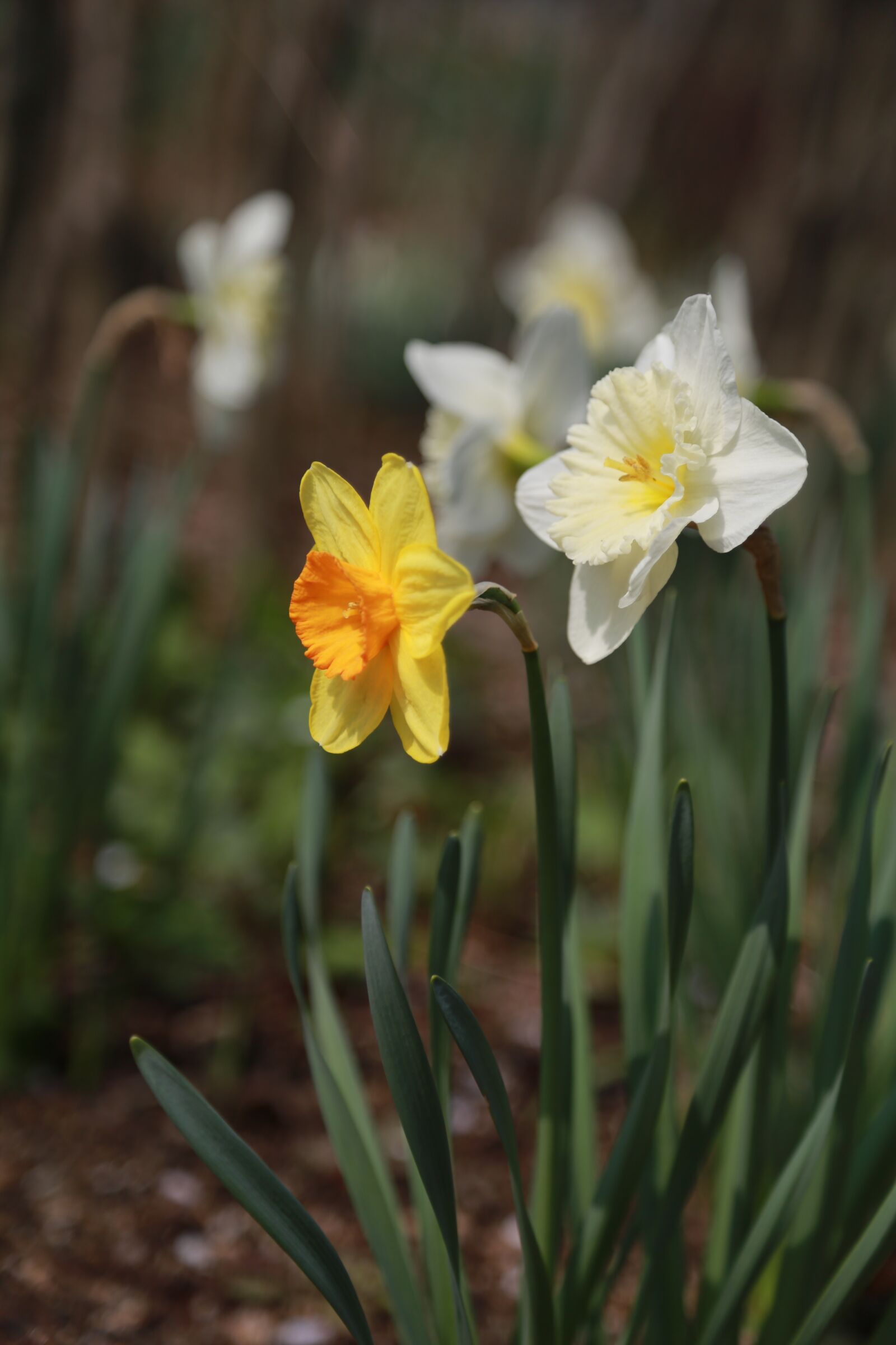Canon EOS 6D + Canon EF 24-105mm F4L IS USM sample photo. Narcissus, spring, flowers photography