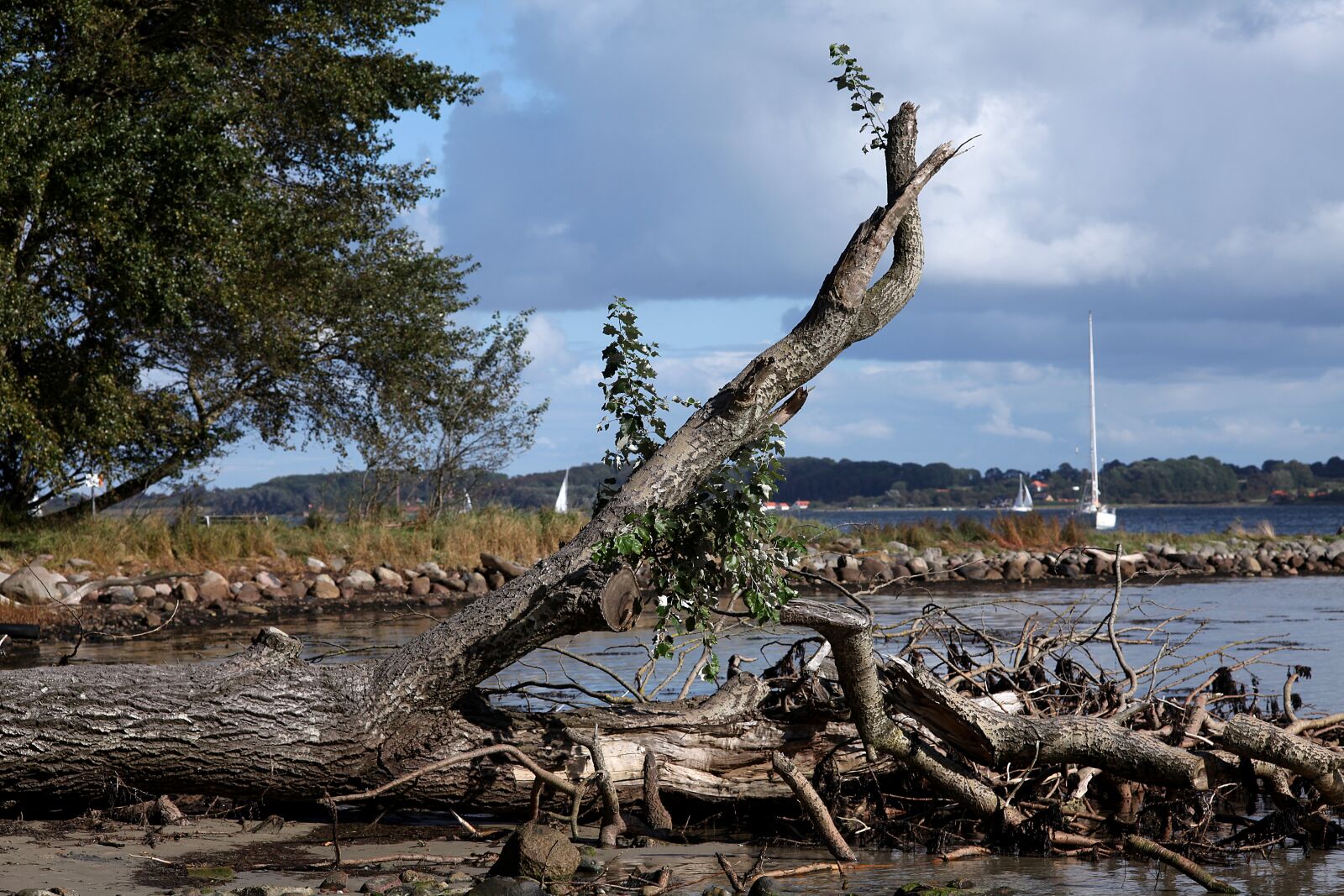 Canon EOS 5D Mark II sample photo. Summer, forward, tree photography