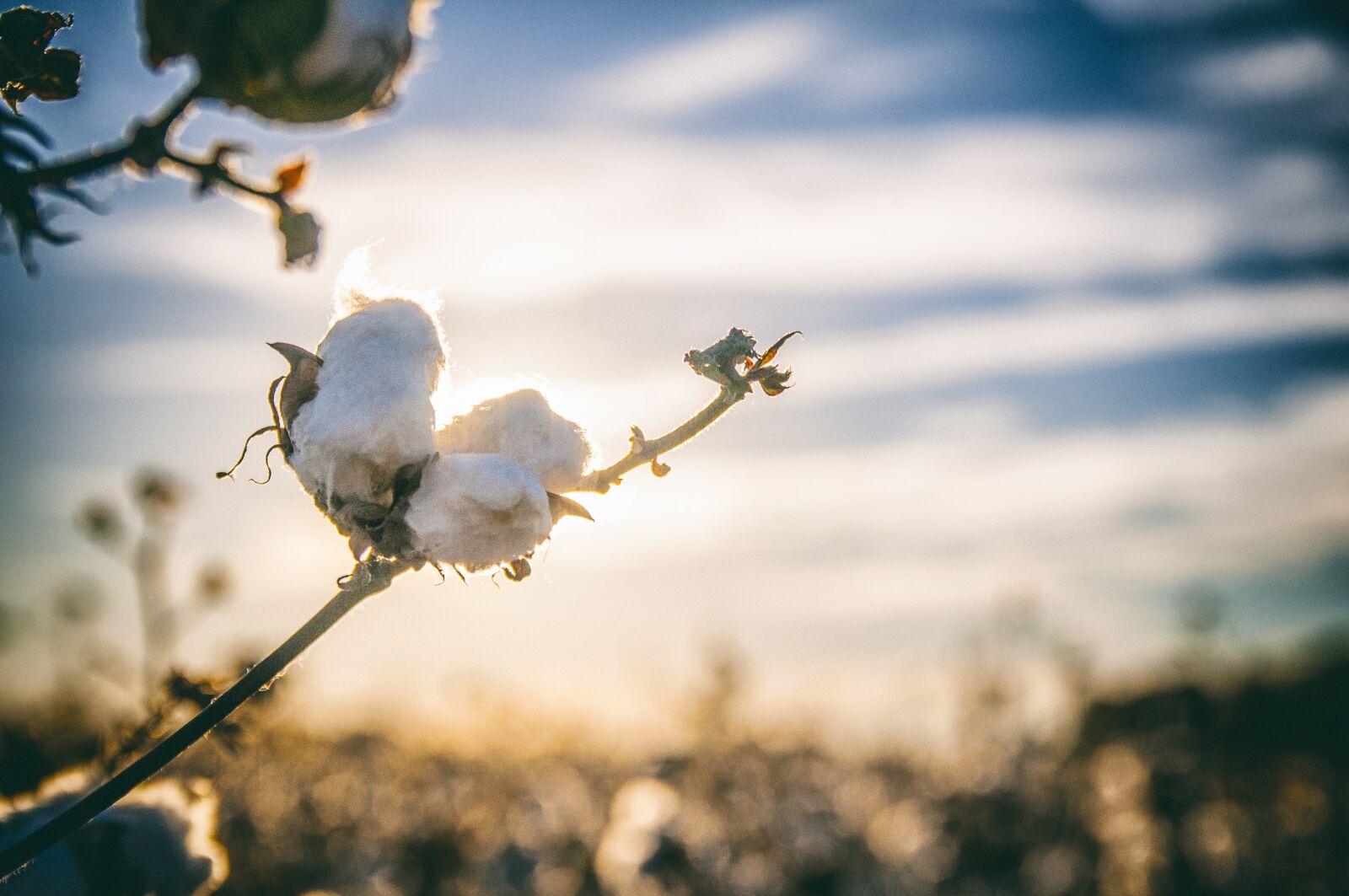Nikon D300 sample photo. Cotton, south, alabama photography